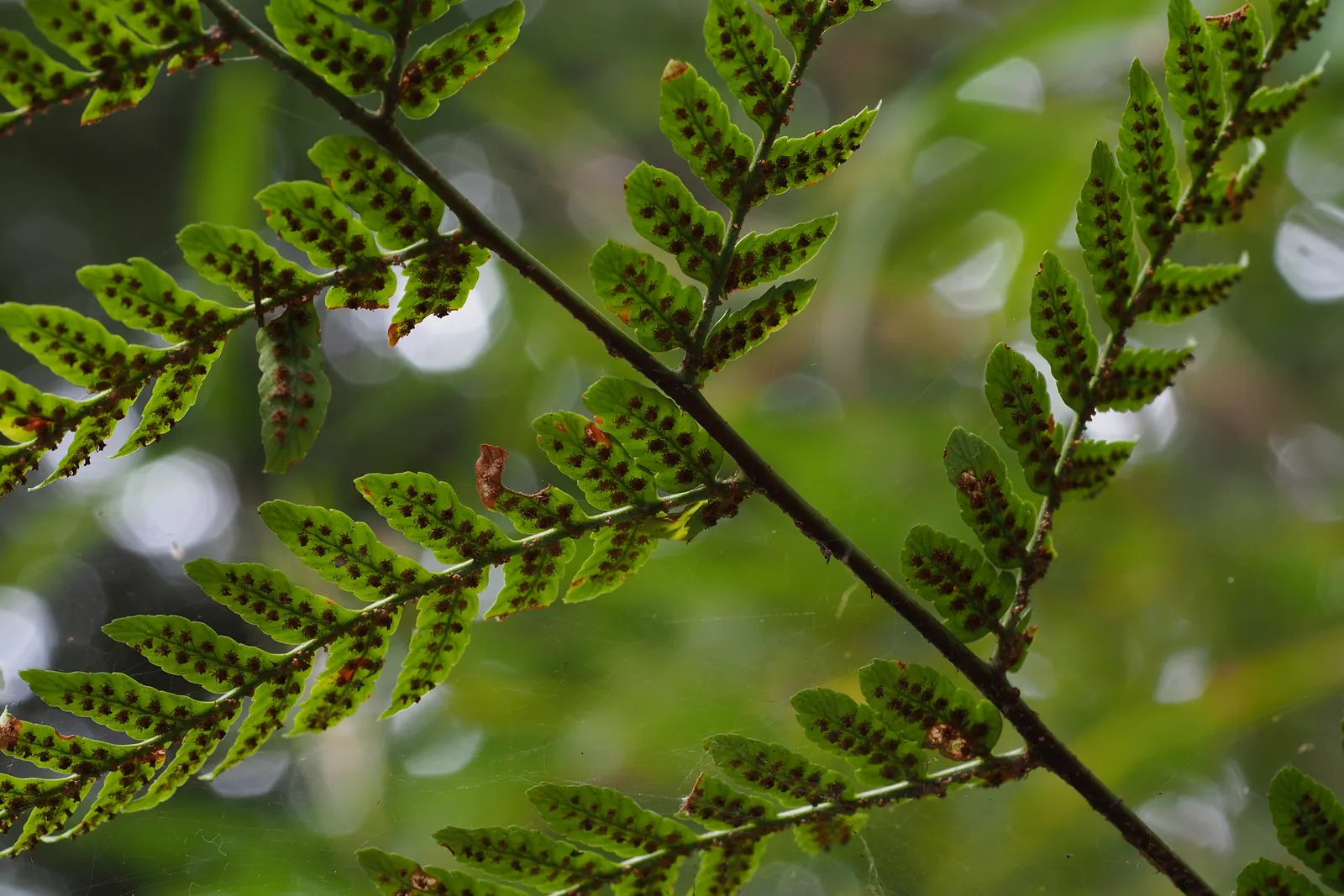 Autumn Fern, Japanese Shield Fern (Dryopteris erythrosora) — As the fronds mature through summer