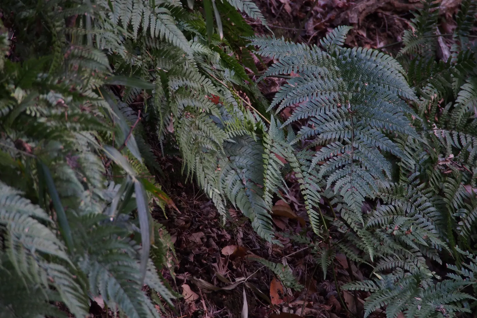 Autumn Fern, Japanese Shield Fern (Dryopteris erythrosora) — unfurling fronds that transition from radiant copper-pink to deep green; well-draining, image 49