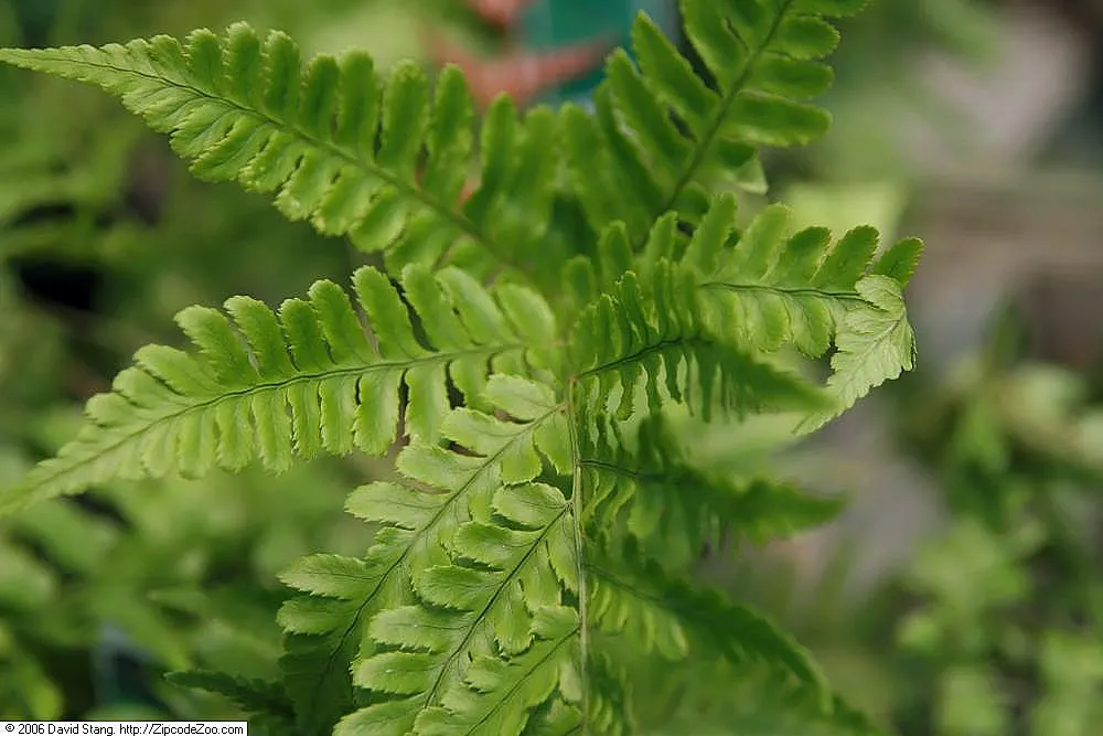 Autumn Fern, Japanese Shield Fern (Dryopteris erythrosora) — This deciduous or semi-evergreen fern is celebrated for its dynamic seasonal color, image 33
