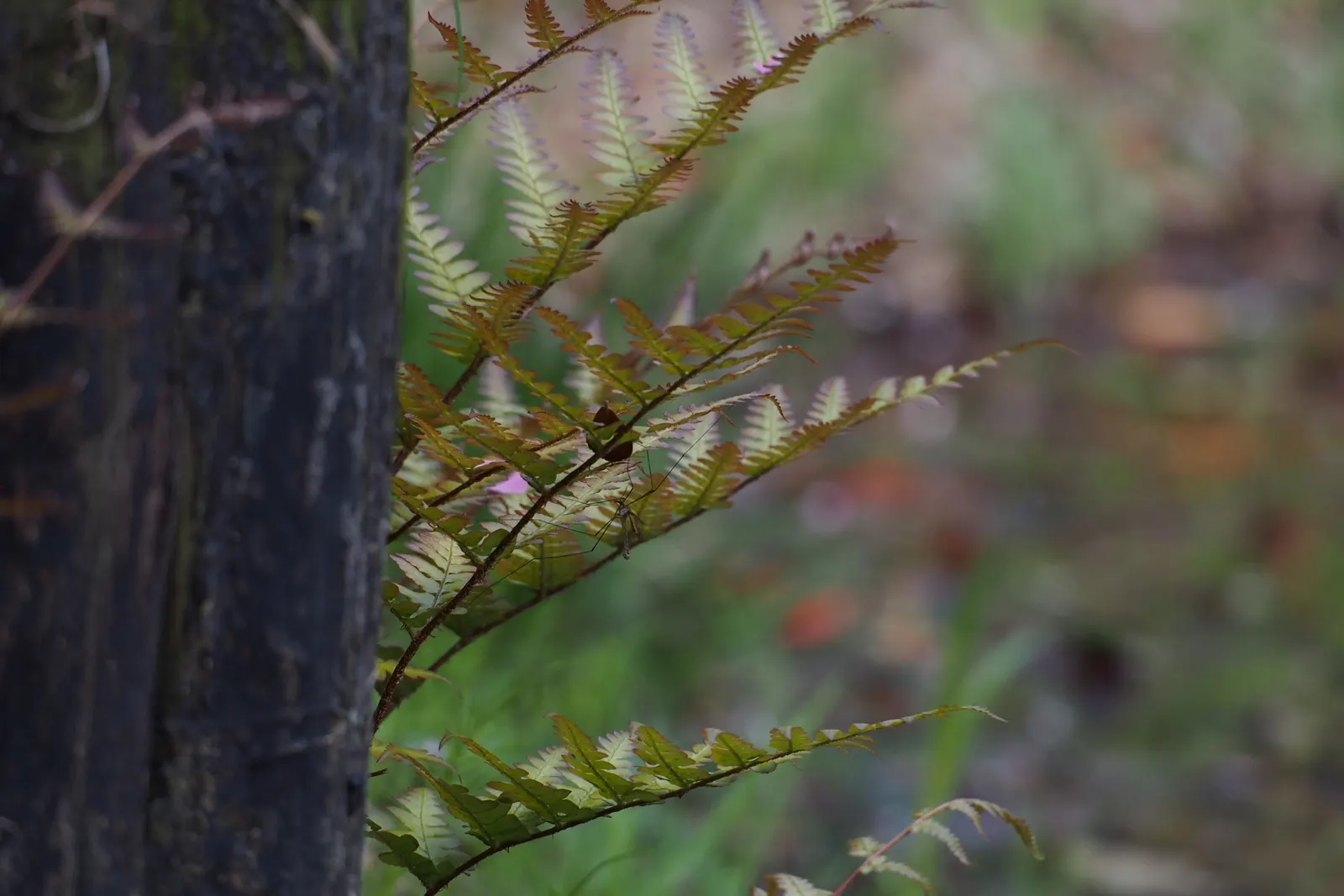 Autumn Fern, Japanese Shield Fern (Dryopteris erythrosora) — well-draining soil and part to full shade