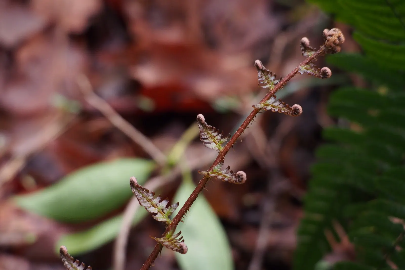 Autumn Fern, Japanese Shield Fern (Dryopteris erythrosora) — The fern thrives in USDA hardiness zones 5 through 9