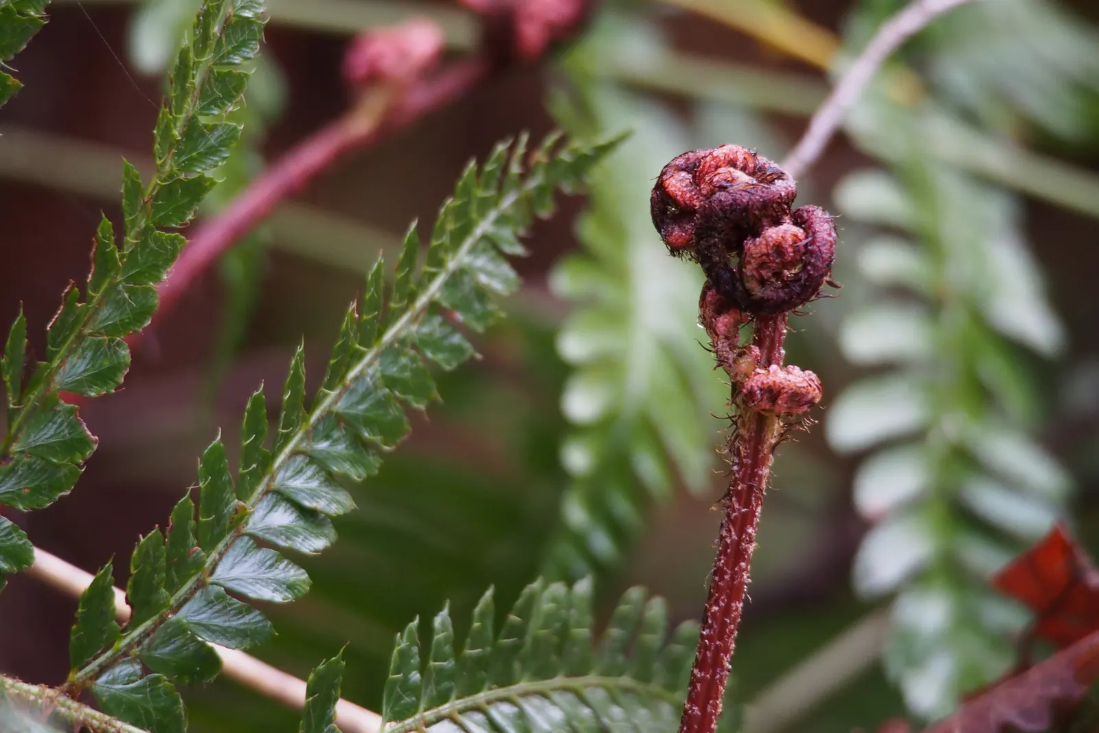 Autumn Fern, Japanese Shield Fern (Dryopteris erythrosora) — This hardy fern thrives in USDA zones 5-9