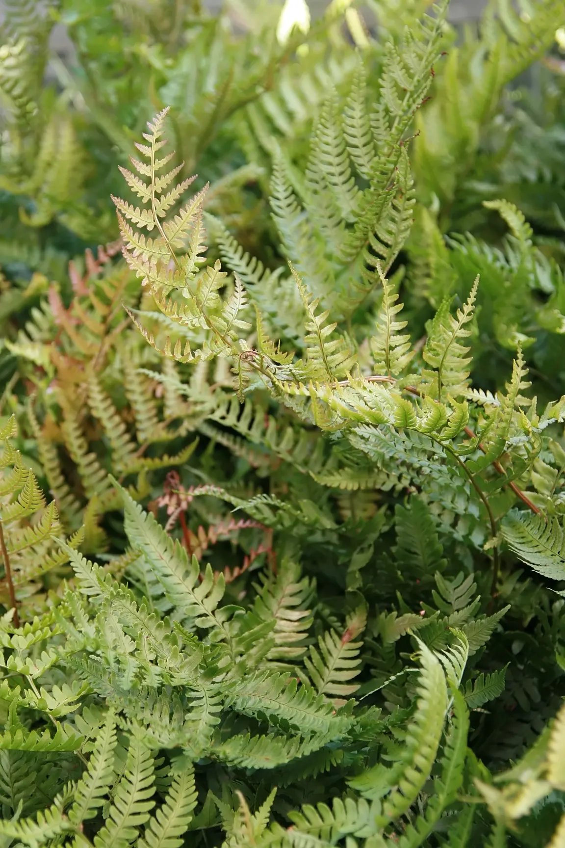 Autumn Fern, Japanese Shield Fern (Dryopteris erythrosora) — reminiscent of autumnal hues; this deciduous or semi-evergreen fern is celebrated for its dynamic