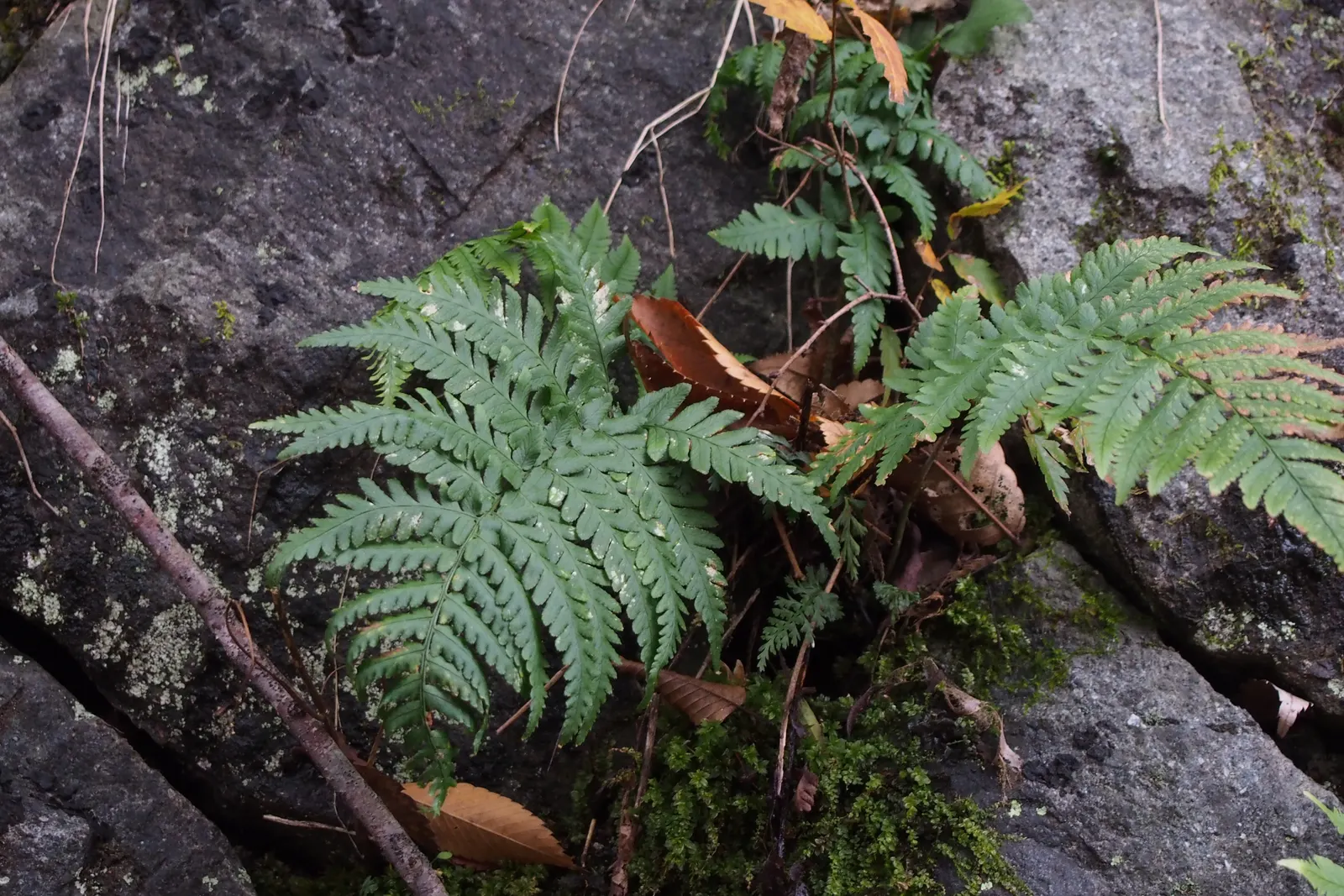 Autumn Fern, Japanese Shield Fern (Dryopteris erythrosora) — Typically reaching 18-24 inches in height and spreading up to 24 inches, it forms a, image 26