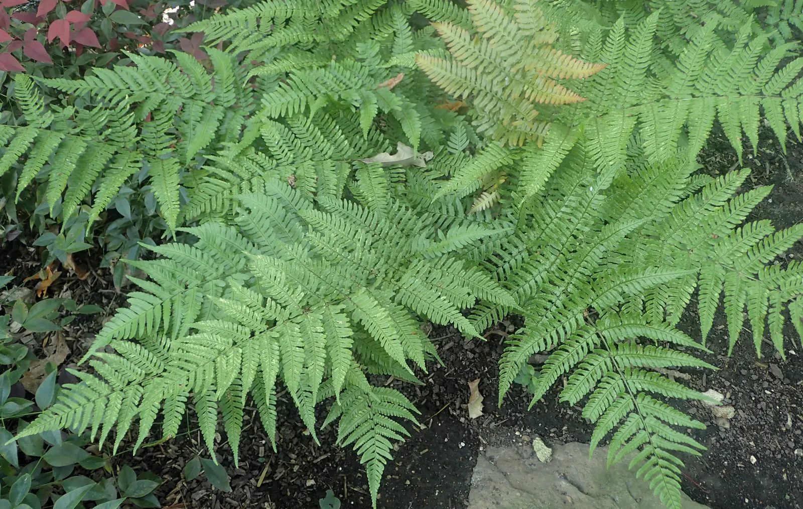 Autumn Fern, Japanese Shield Fern (Dryopteris erythrosora) — scientifically known as Dryopteris erythrosora