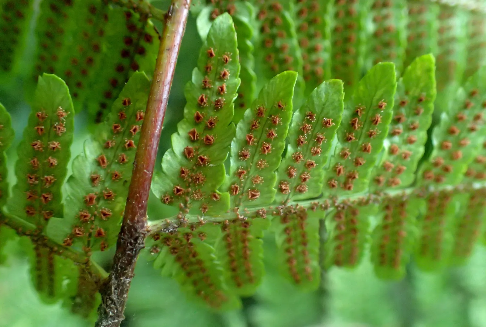 Autumn Fern, Japanese Shield Fern (Dryopteris erythrosora) — Typically reaching 18-24 inches in height and spreading up to 24 inches, it forms a, image 50