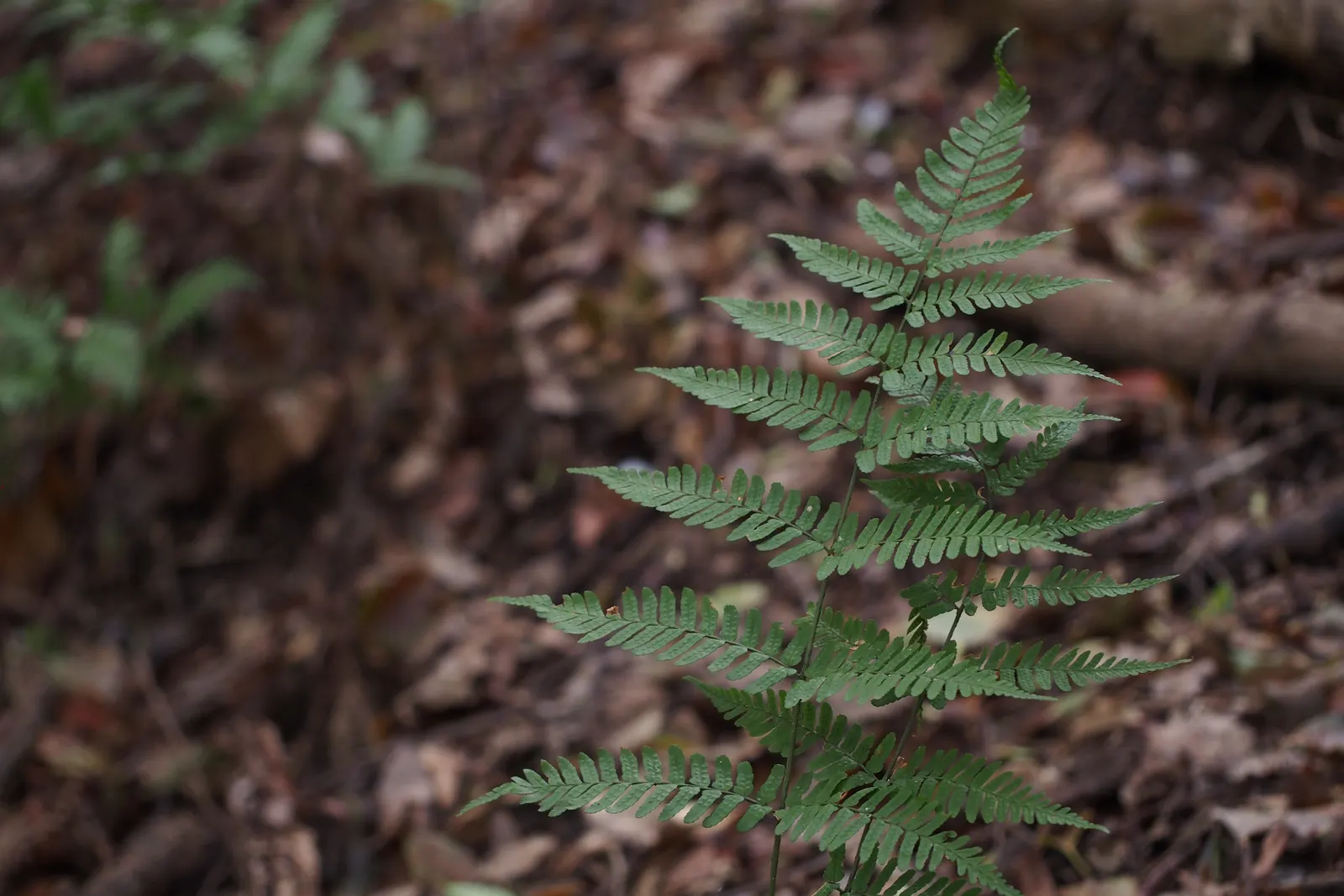 Autumn Fern, Japanese Shield Fern (Dryopteris erythrosora) — hence the name 'Autumn Fern'; providing a tranquil and verdant backdrop