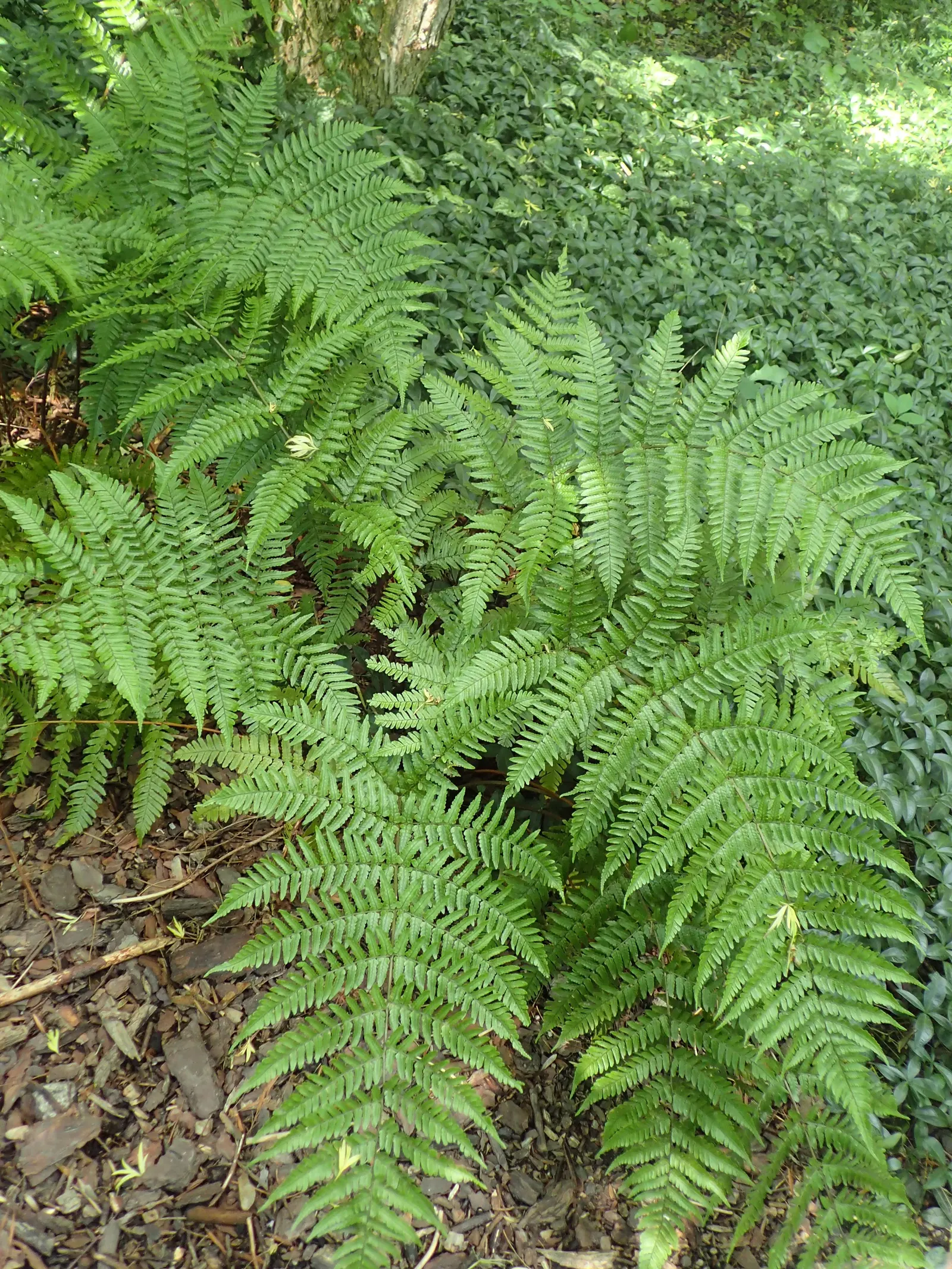 Autumn Fern, Japanese Shield Fern (Dryopteris erythrosora) — This fern is resistant to most pests and diseases; is a captivating and versatile perennial fern