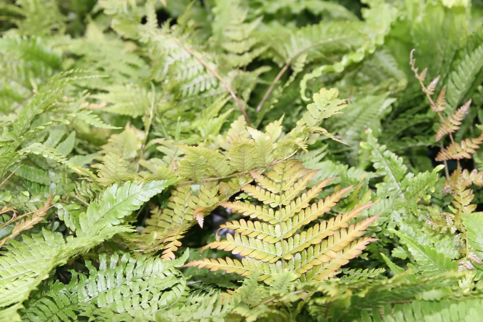 Autumn Fern, Japanese Shield Fern (Dryopteris erythrosora) — reminiscent of autumnal hues