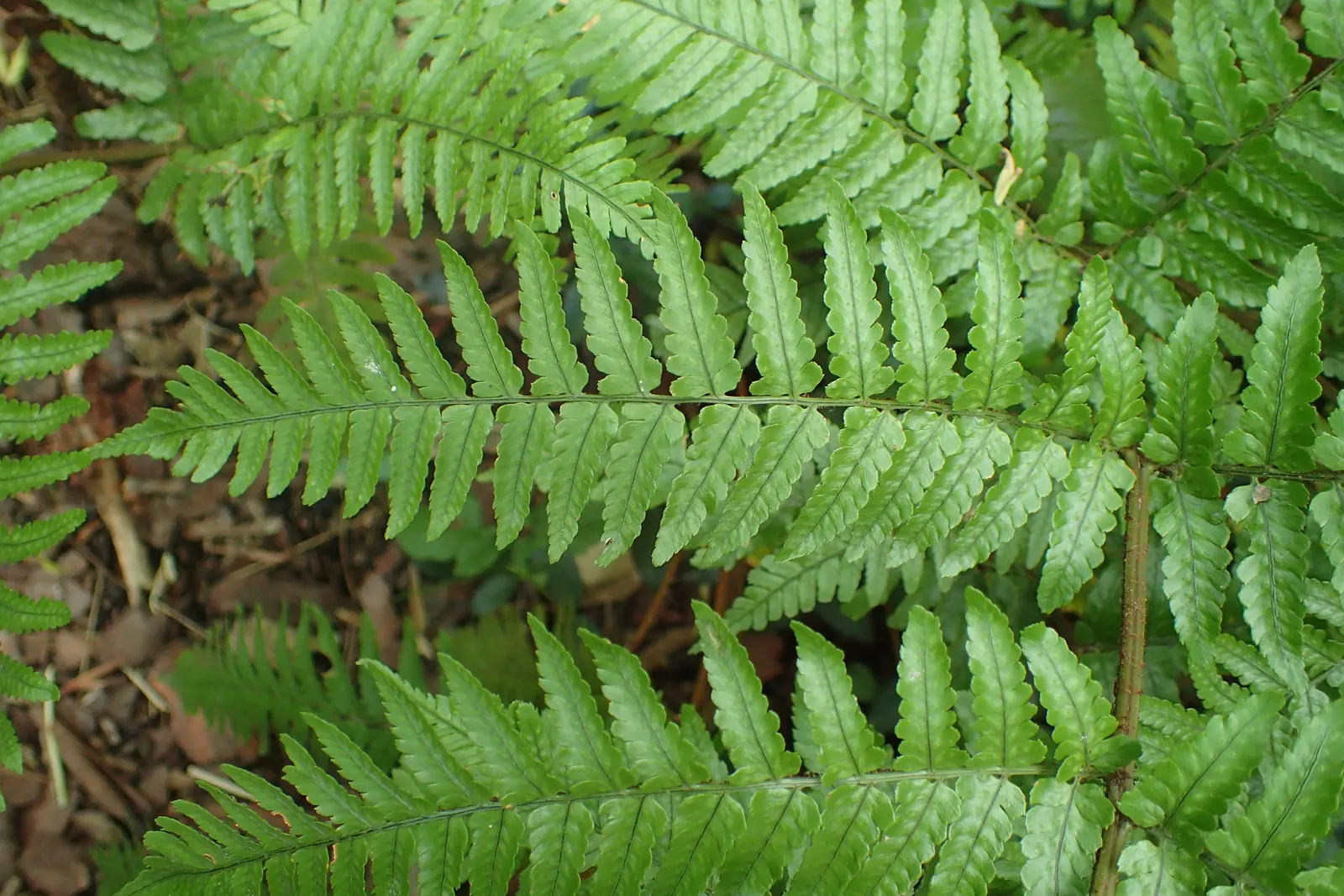 Autumn Fern, Japanese Shield Fern (Dryopteris erythrosora) — preferring partially shaded to fully shaded areas with well-draining; this hardy fern thrives in