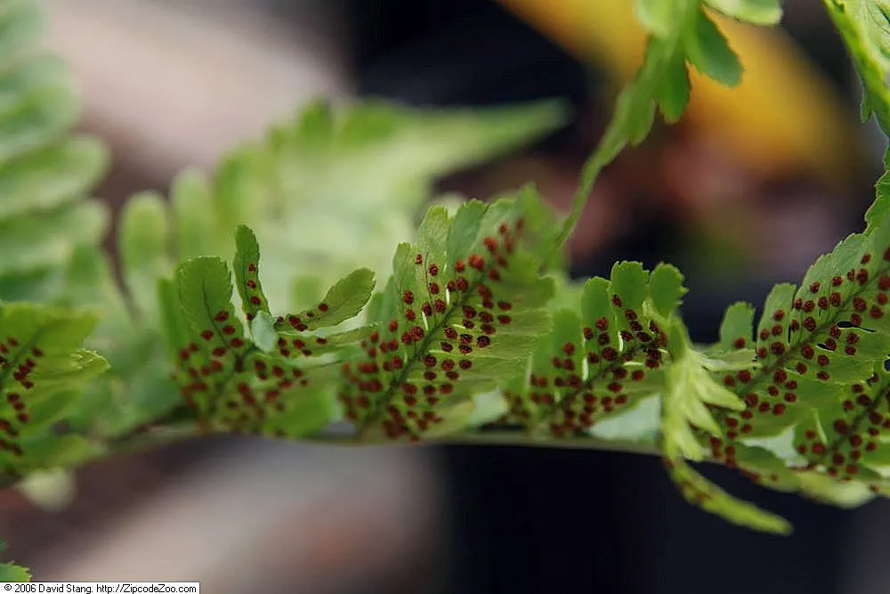 Autumn Fern, Japanese Shield Fern (Dryopteris erythrosora) — making it a splendid choice for woodland gardens or shaded borders