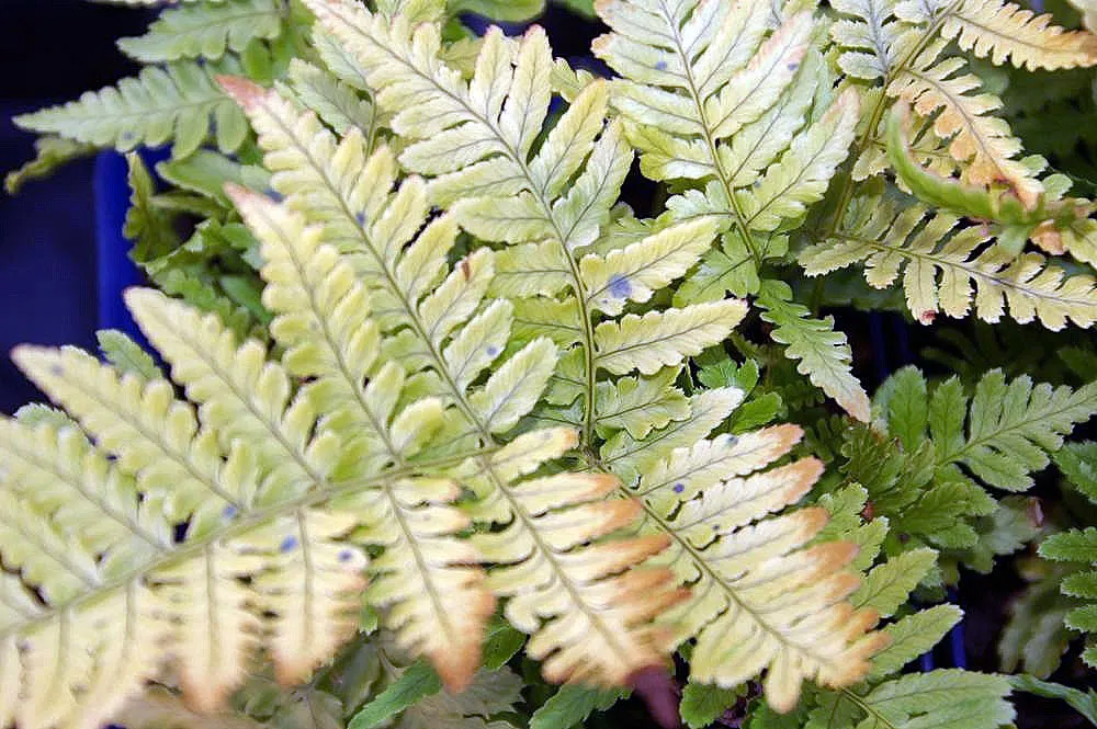 Autumn Fern, Japanese Shield Fern (Dryopteris erythrosora) — adding to its appeal as a hassle-free selection for both novice and experienced gardeners alike