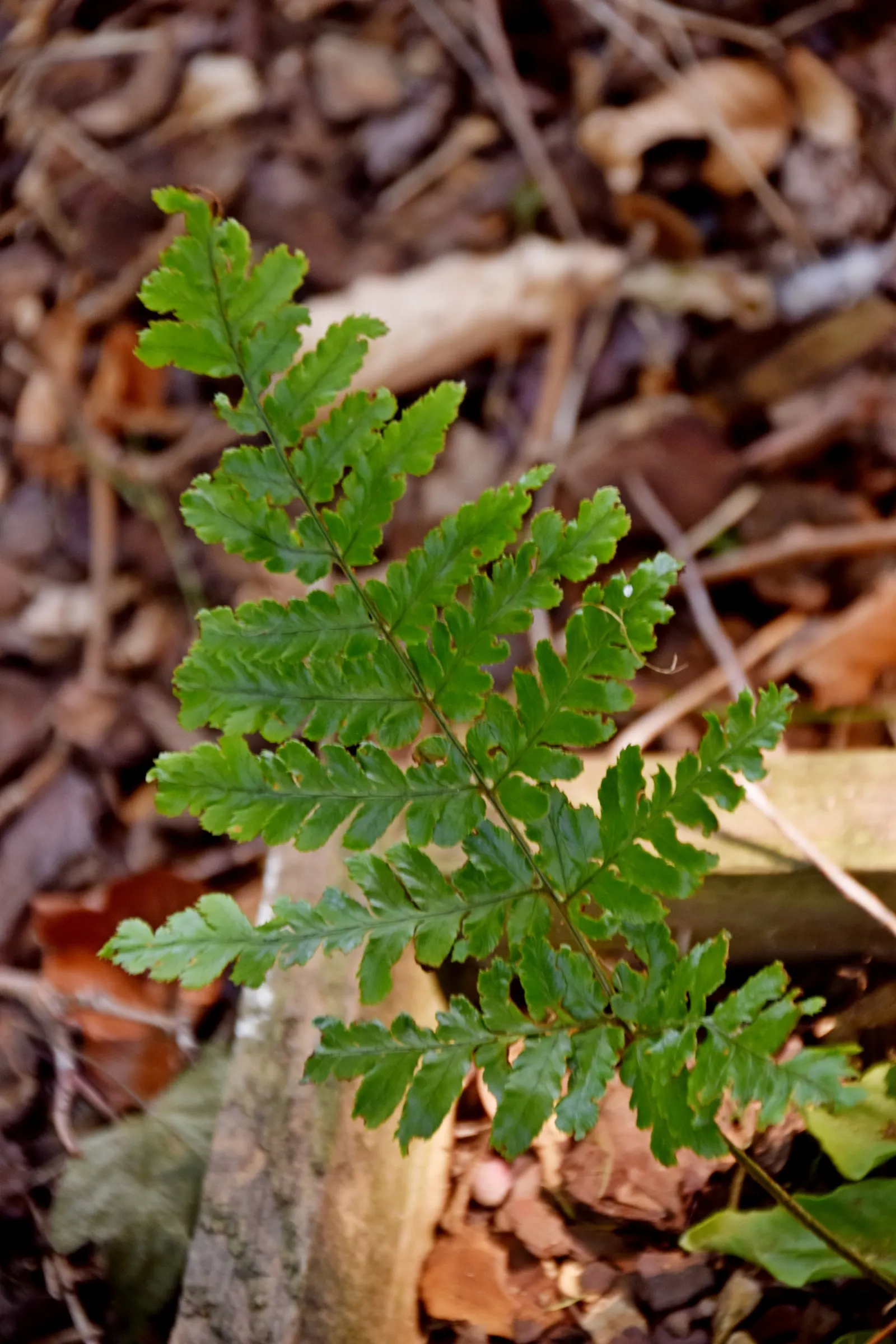 Autumn Fern, Japanese Shield Fern (Dryopteris erythrosora) — This hardy fern thrives in USDA zones 5-9; preferring partially shaded to fully shaded, image 51