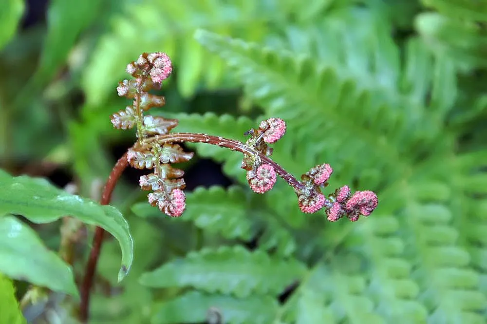 Autumn Fern, Japanese Shield Fern (Dryopteris erythrosora) — It is drought-tolerant, though it benefits significantly from regular watering during, image 45