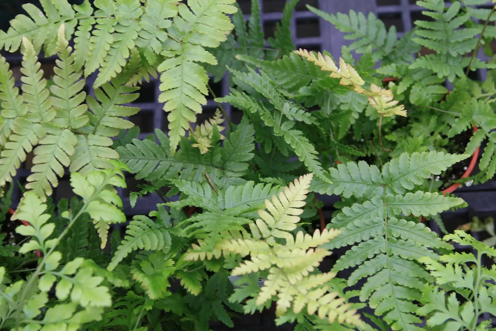 Autumn Fern, Japanese Shield Fern (Dryopteris erythrosora) — providing a tranquil and verdant backdrop; hence the name 'Autumn Fern'