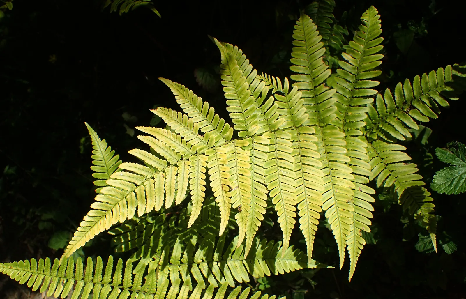Autumn Fern, Japanese Shield Fern (Dryopteris erythrosora) — making it a splendid addition to a variety of landscape designs