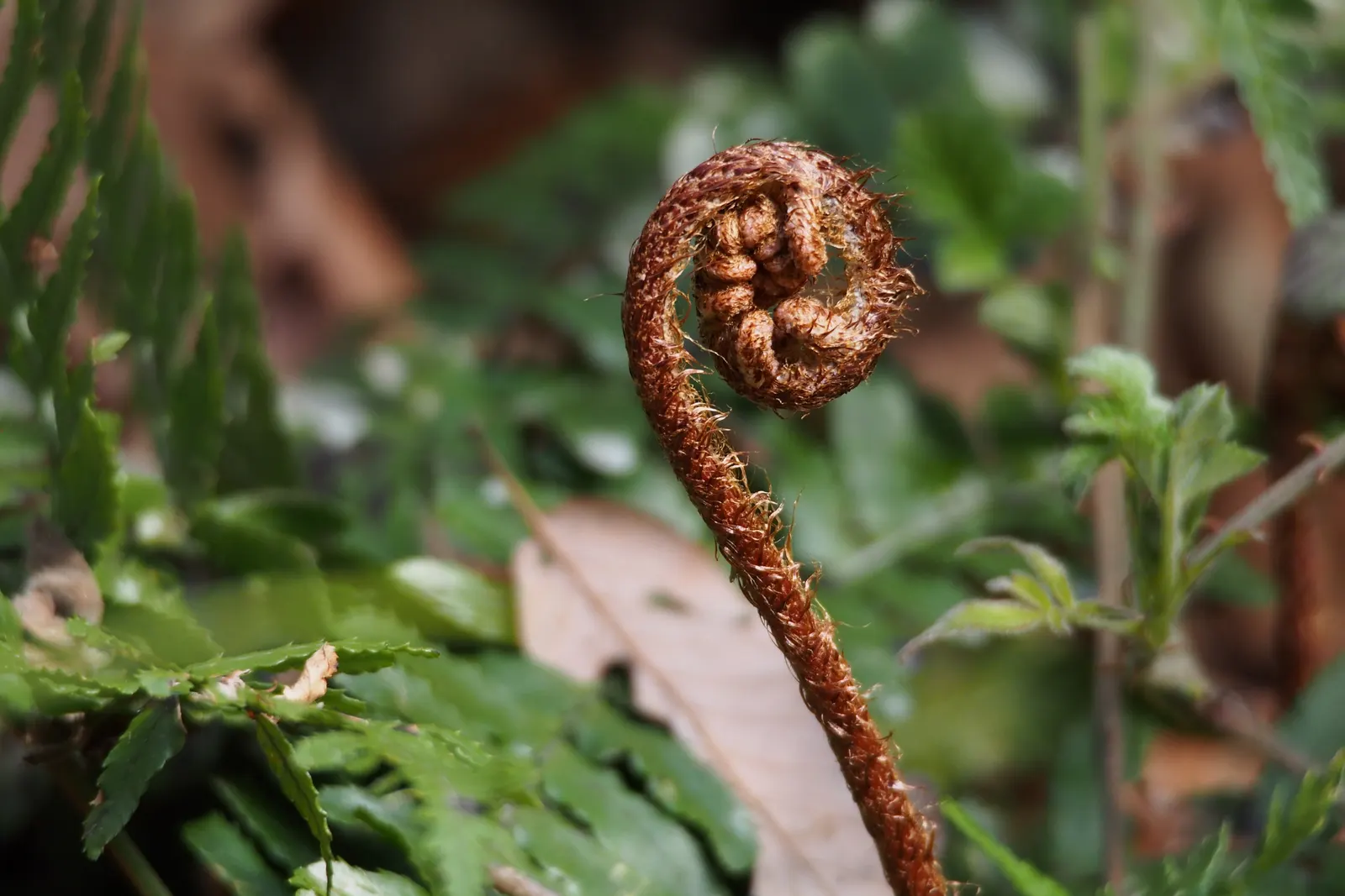 Autumn Fern, Japanese Shield Fern (Dryopteris erythrosora) — scientifically known as Dryopteris erythrosora; they transform into a rich green