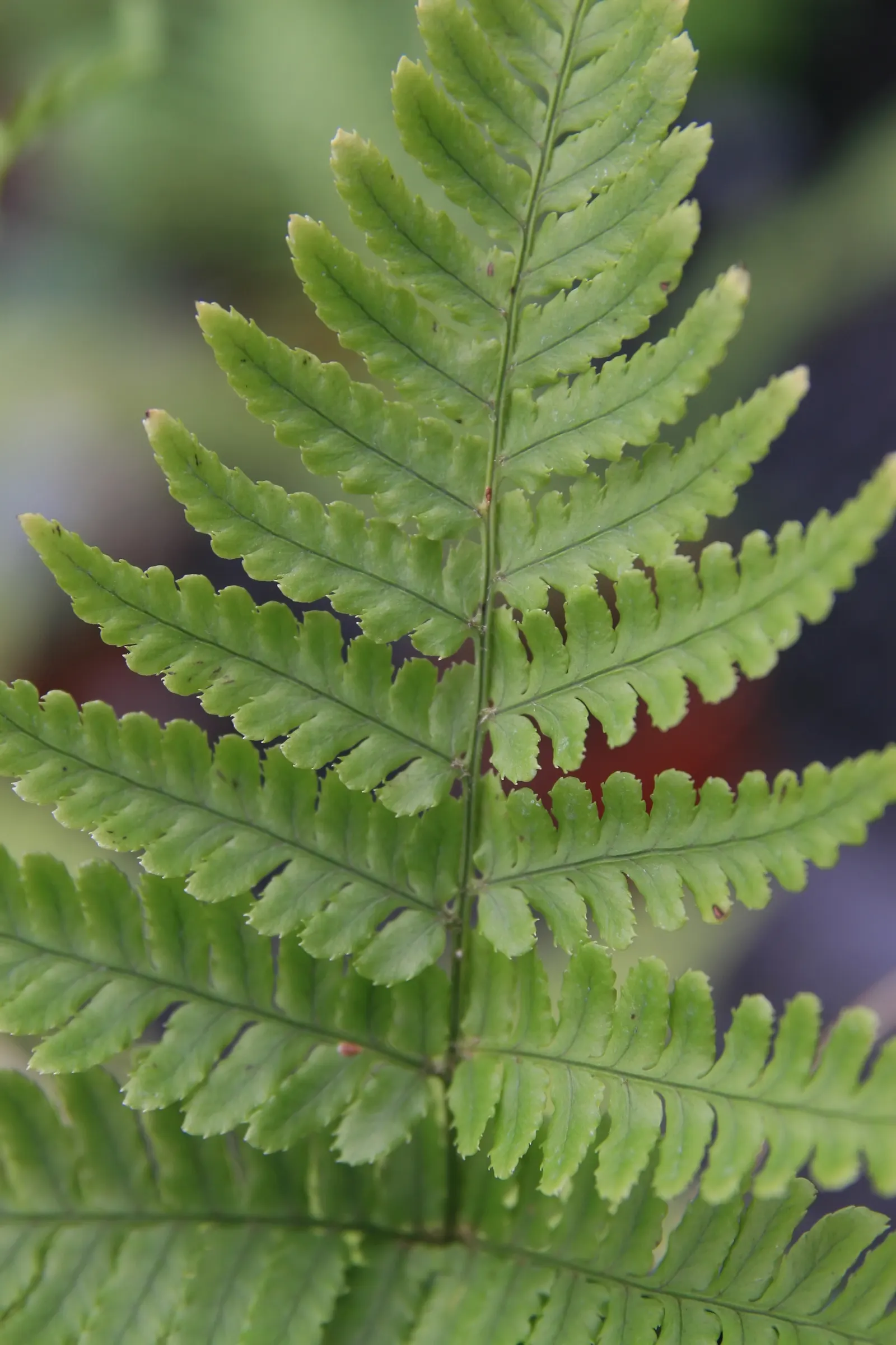 Autumn Fern, Japanese Shield Fern (Dryopteris erythrosora) — The fern thrives in USDA hardiness zones 5 through 9; requiring minimal attention once established