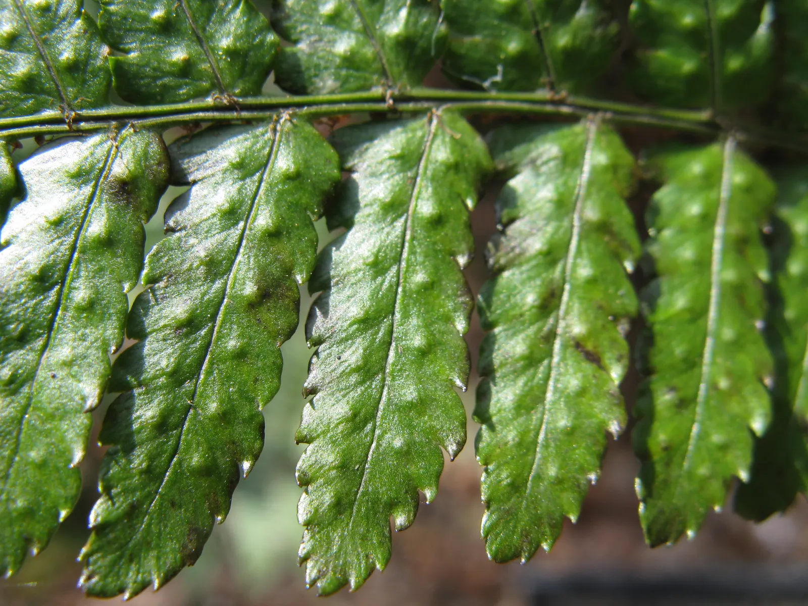 Autumn Fern, Japanese Shield Fern (Dryopteris erythrosora) — making it a splendid choice for woodland gardens or shaded borders; it is also commonly called the