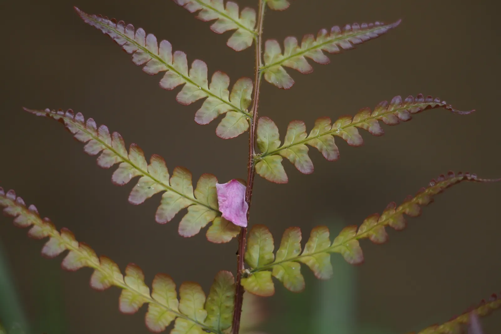 Autumn Fern, Japanese Shield Fern (Dryopteris erythrosora) — hence the name 'Autumn Fern'