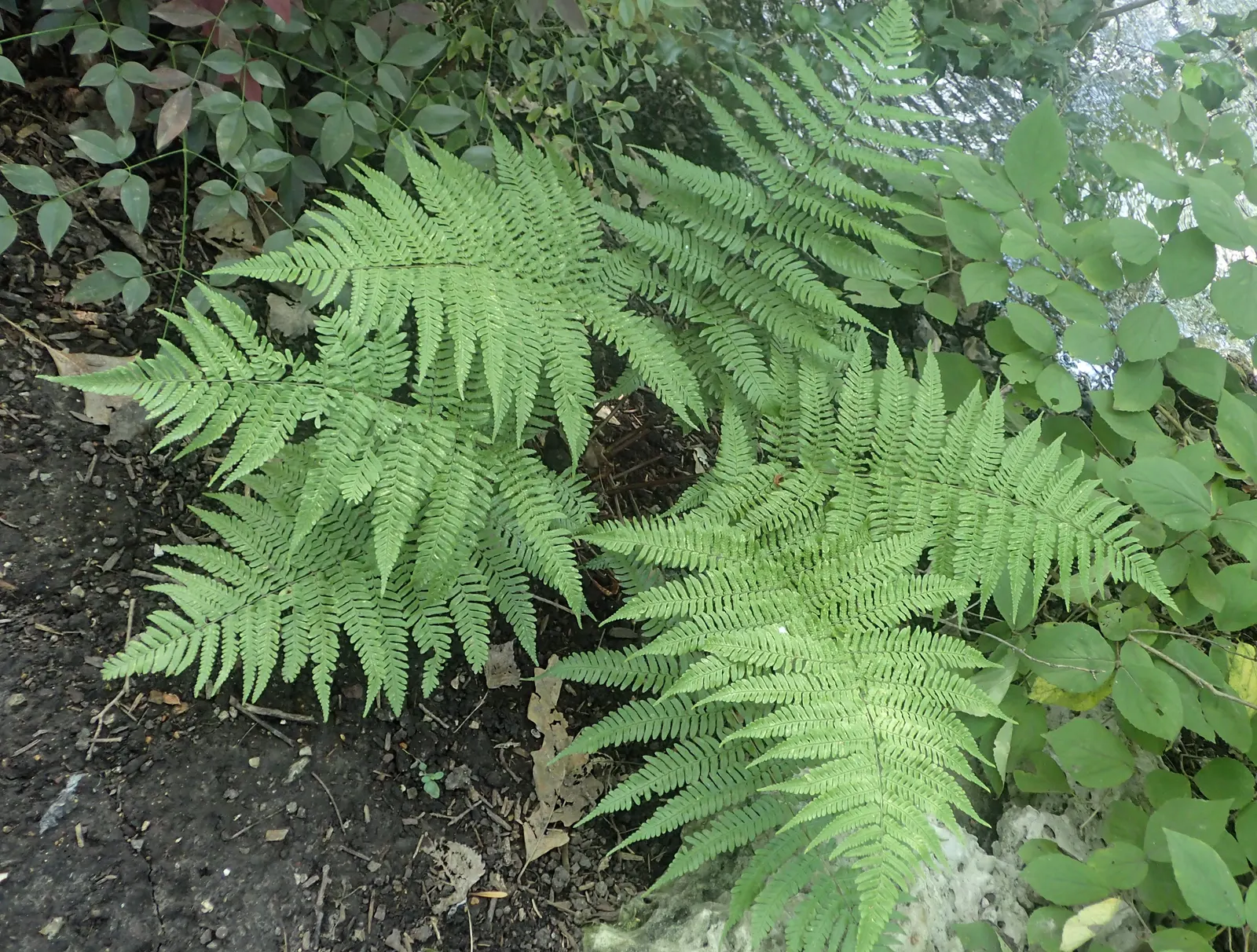 Autumn Fern, Japanese Shield Fern (Dryopteris erythrosora) — is a captivating and versatile perennial fern native to East Asia