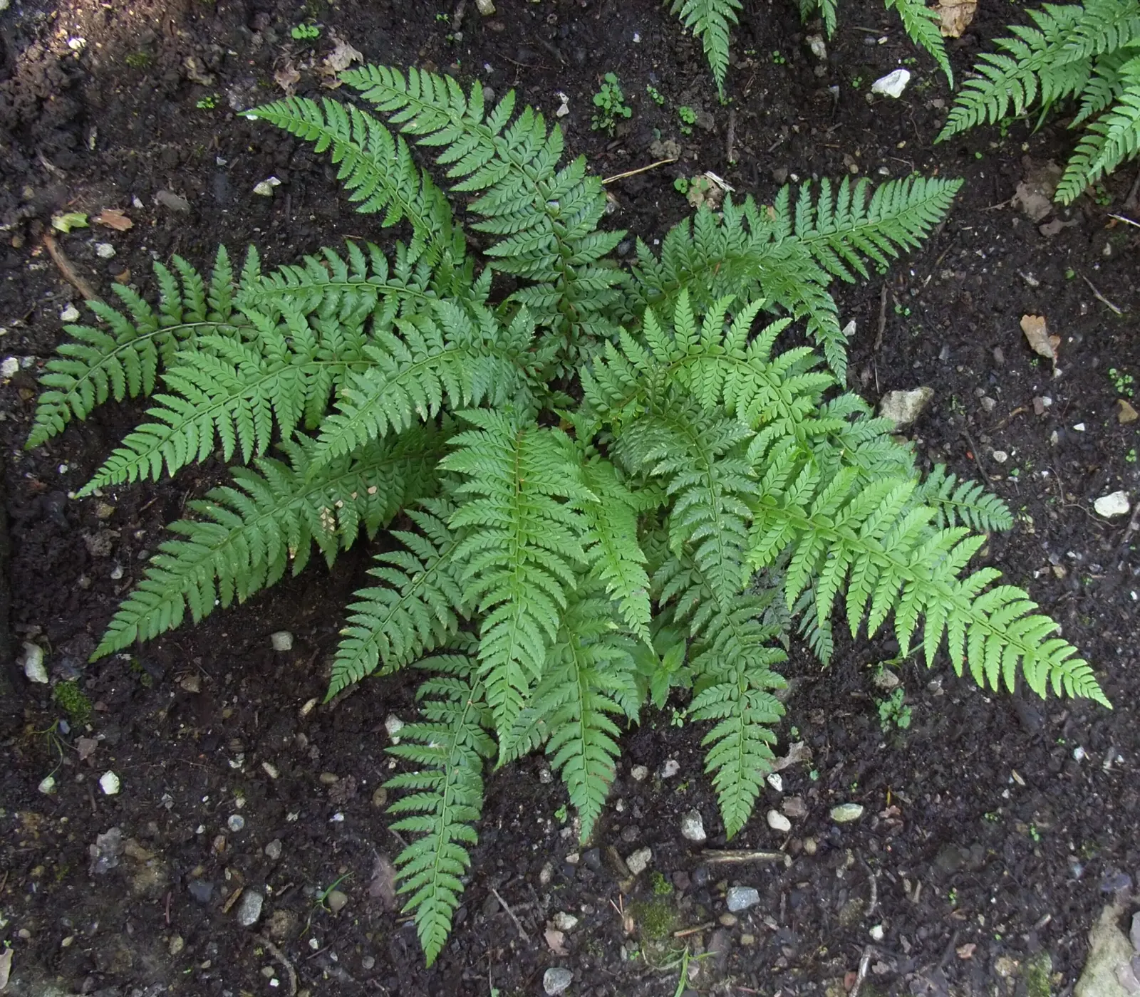 Autumn Fern, Japanese Shield Fern (Dryopteris erythrosora) — Typically reaching 18-24 inches in height and spreading up to 24 inches, it forms a graceful