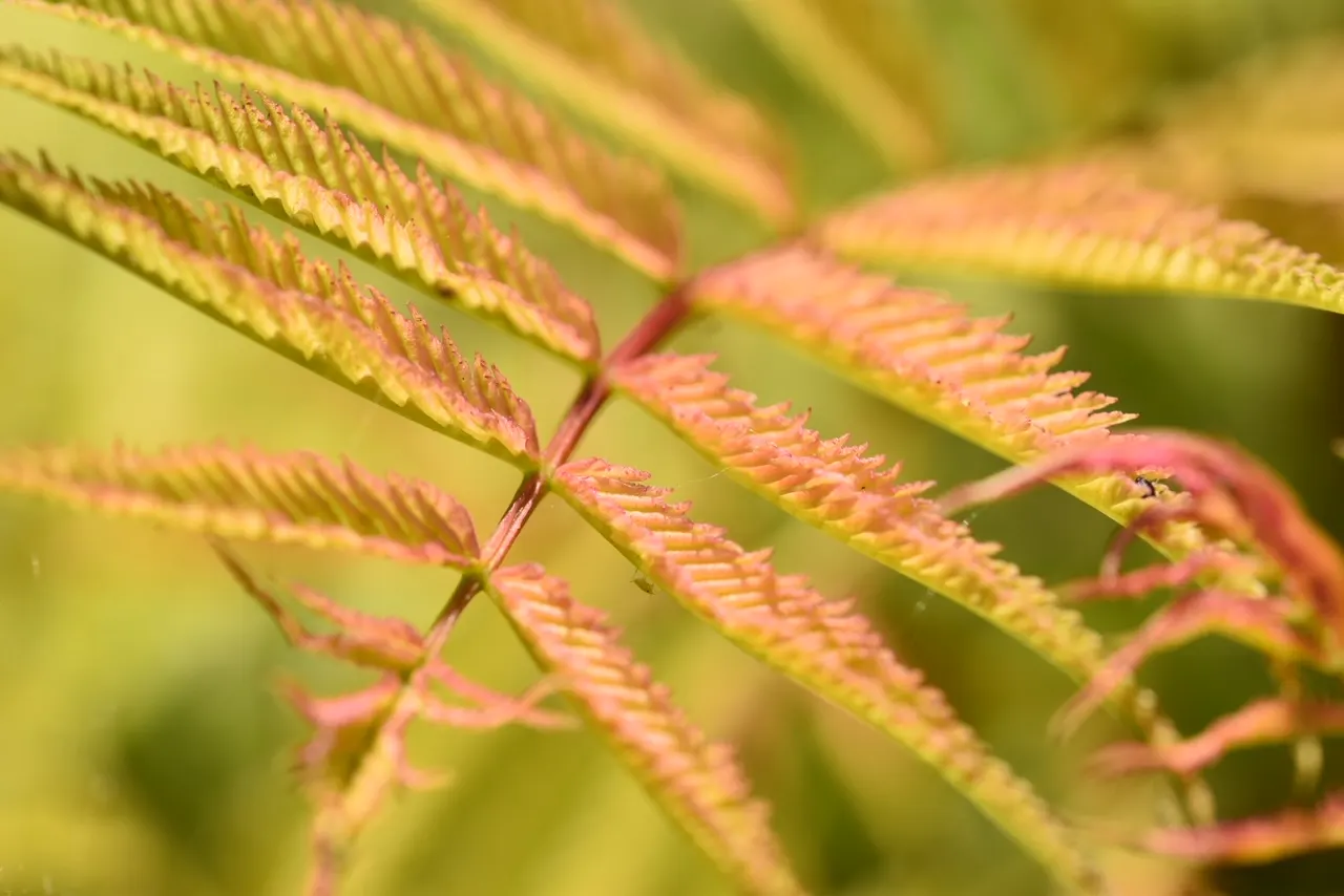 Autumn Fern, Japanese Shield Fern (Dryopteris erythrosora) — unfurling fronds that transition from radiant copper-pink to deep green; well-draining soil and