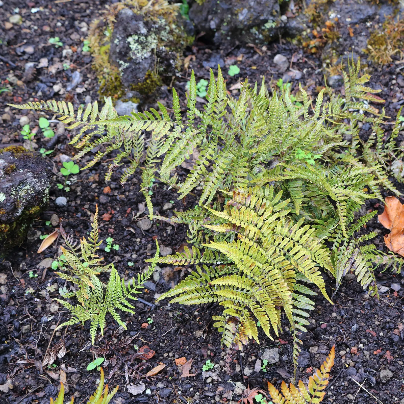 Autumn Fern, Japanese Shield Fern (Dryopteris erythrosora) — moist soil that is rich in organic matter.<br><br>The Autumn Fern is relatively low-maintenance