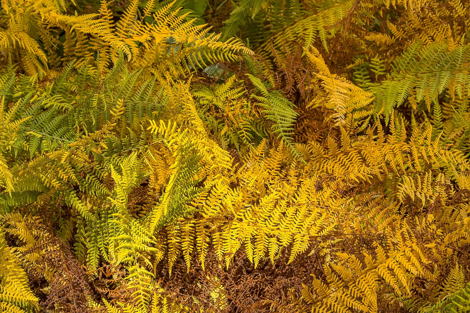 Autumn Fern, Japanese Shield Fern (Dryopteris erythrosora) — fern / ground cover for shade