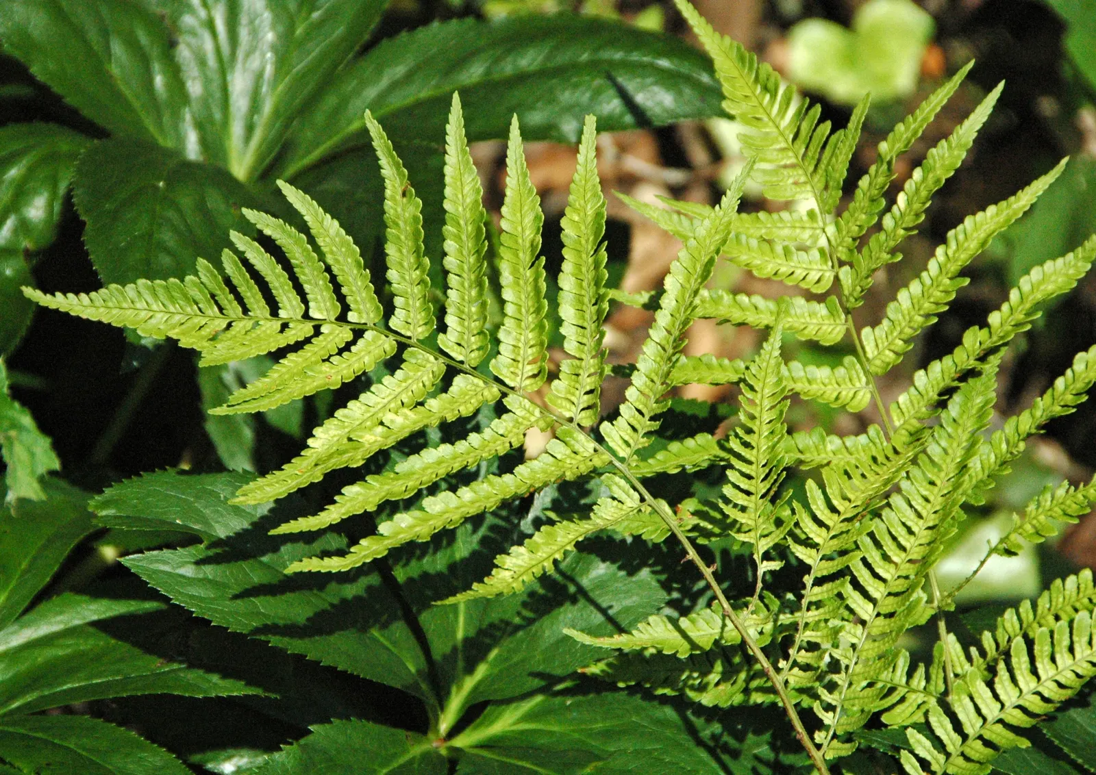 Autumn Fern, Japanese Shield Fern (Dryopteris erythrosora) — providing a tranquil and verdant backdrop