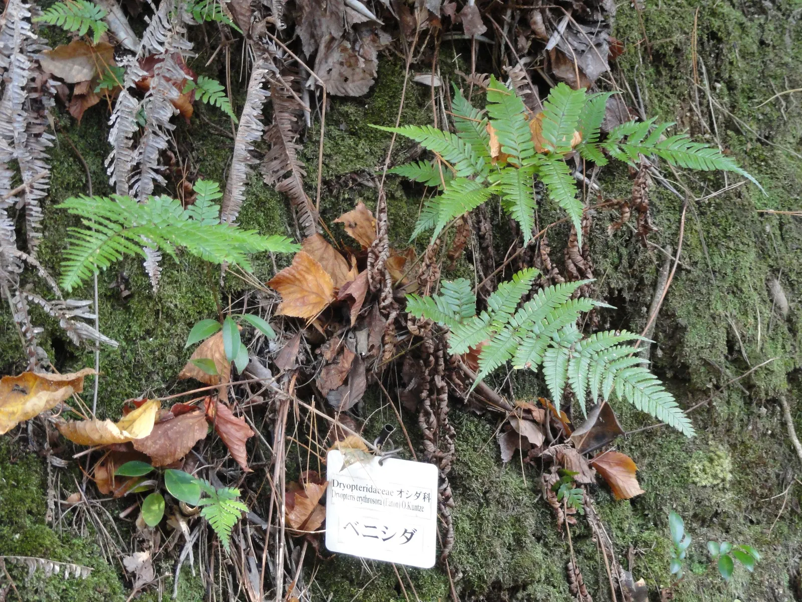 Autumn Fern, Japanese Shield Fern (Dryopteris erythrosora) — adding to its appeal as a hassle-free selection for both novice and experienced, image 47