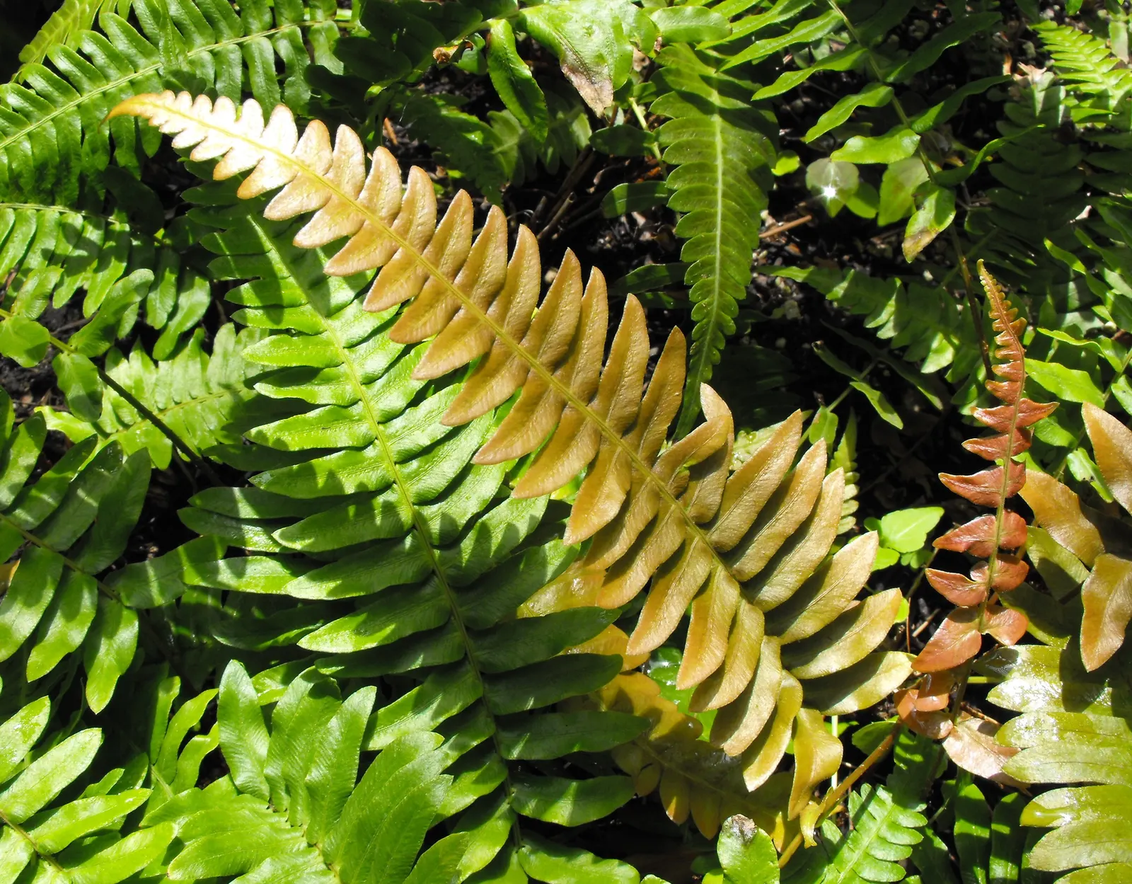Autumn Fern, Japanese Shield Fern (Dryopteris erythrosora) — the fronds unfurl in striking coppery-pink to orange shades