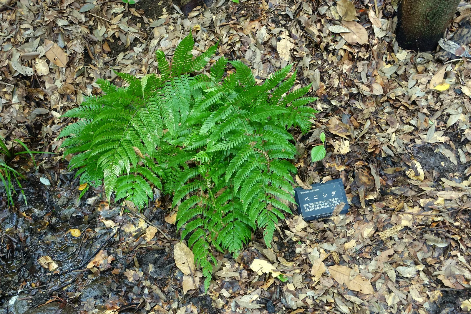Autumn Fern, Japanese Shield Fern (Dryopteris erythrosora) — It is also commonly called the Japanese Shield Fern due to its robust nature and, image 32