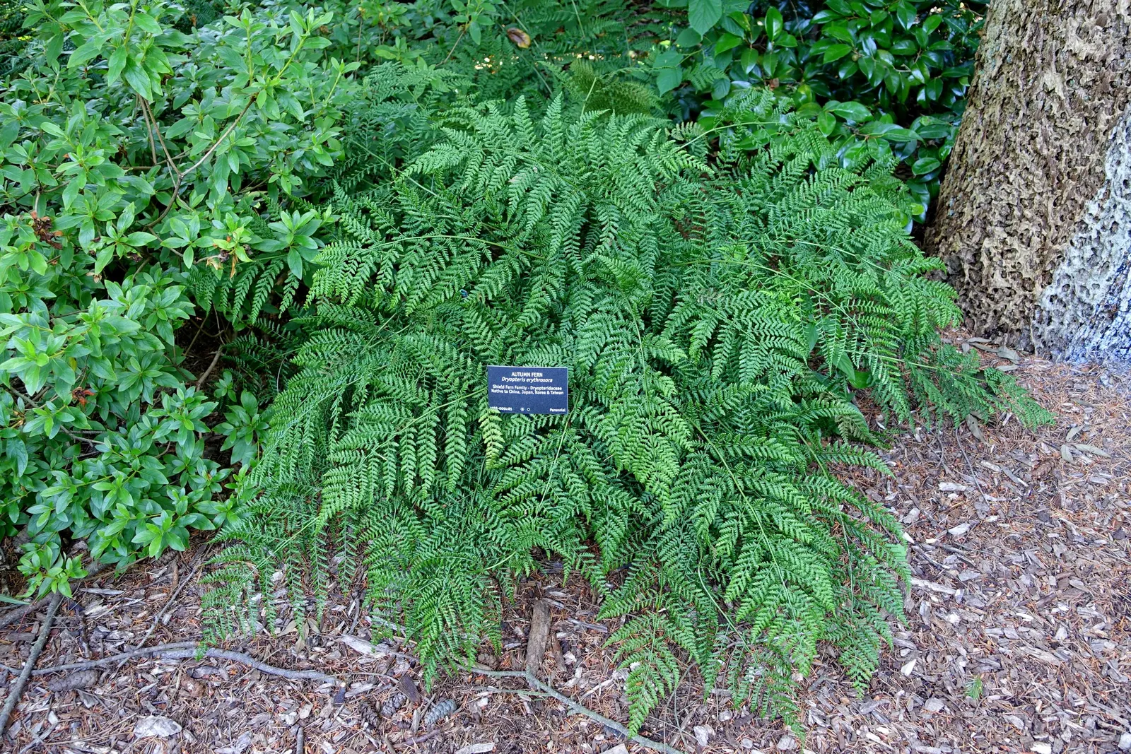 Autumn Fern, Japanese Shield Fern (Dryopteris erythrosora) — moist soil that is rich in organic matter.<br><br>The Autumn Fern is relatively, image 43