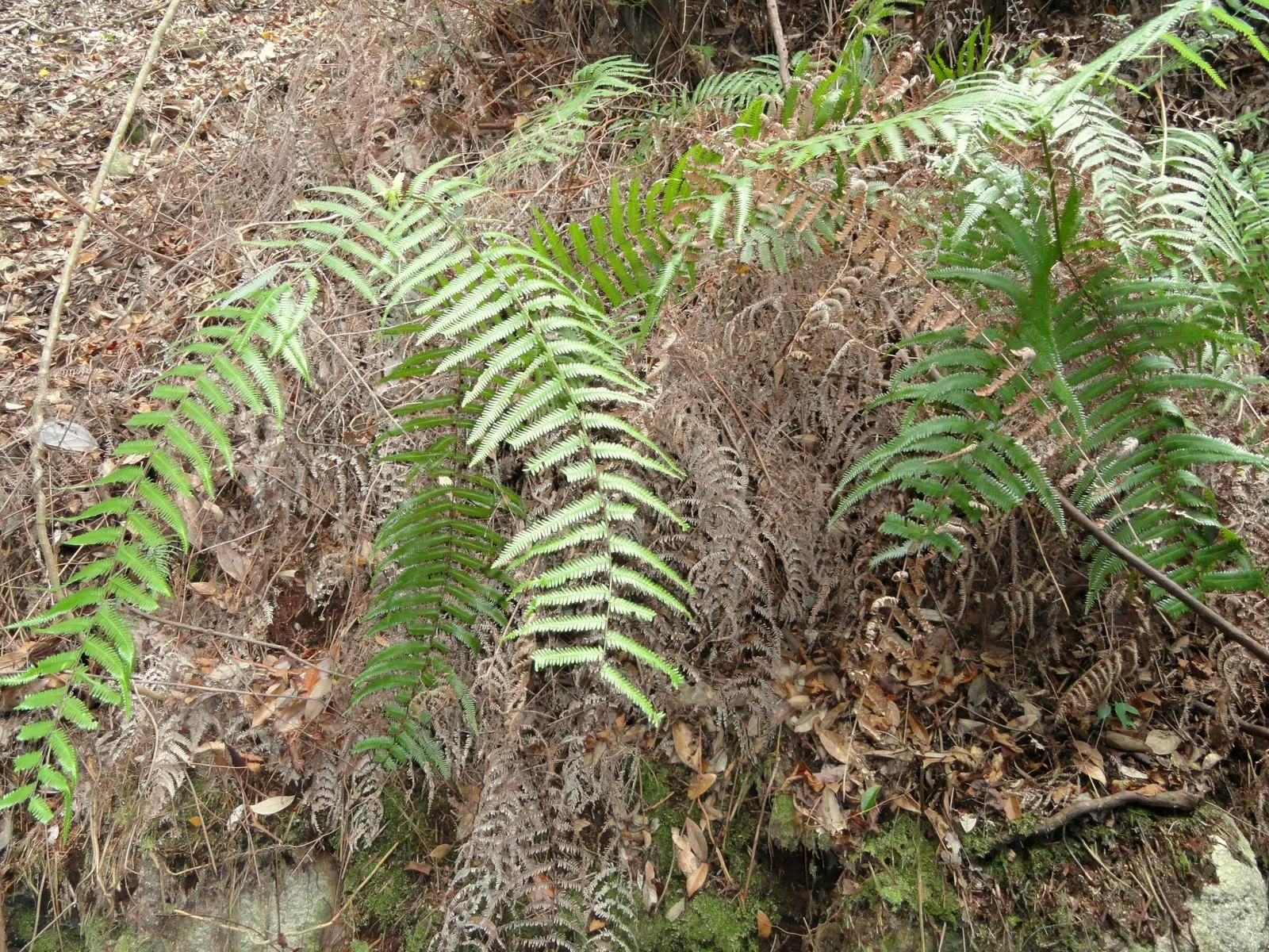 Autumn Fern, Japanese Shield Fern (Dryopteris erythrosora) — As the fronds mature through summer; adding to its appeal as a hassle-free selection for both