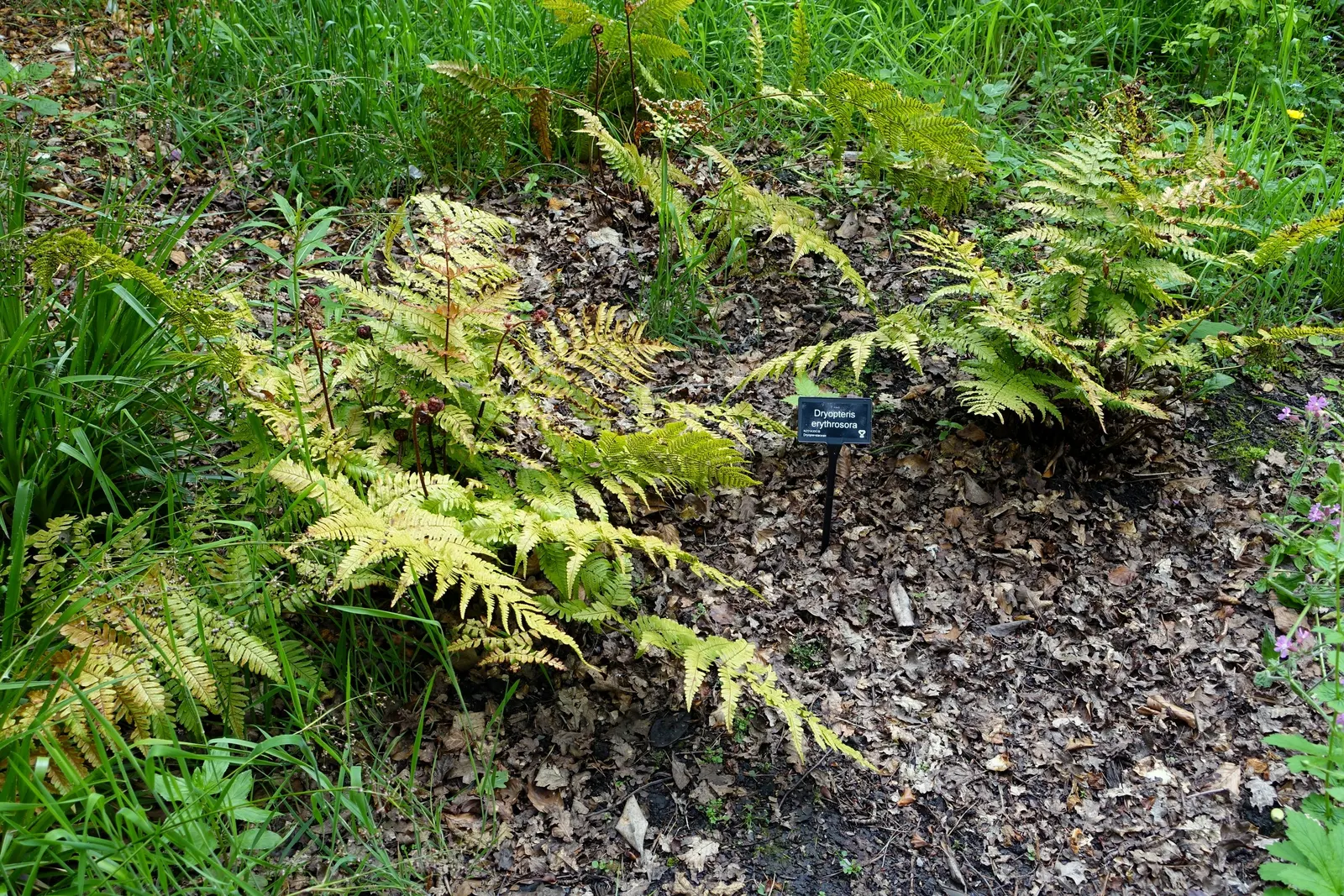 Autumn Fern, Japanese Shield Fern (Dryopteris erythrosora) — they transform into a rich green; scientifically known as Dryopteris erythrosora