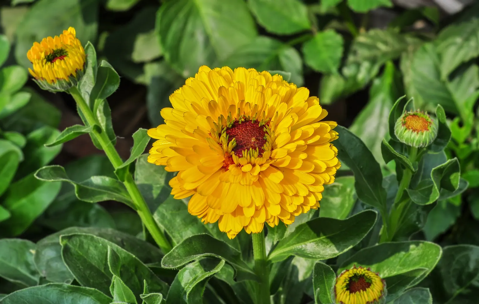 Calendula (Calendula Officinalis) — This plant prefers full sun to partial shade and well-drained soil; is an herbaceous perennial that thrives in, image 95