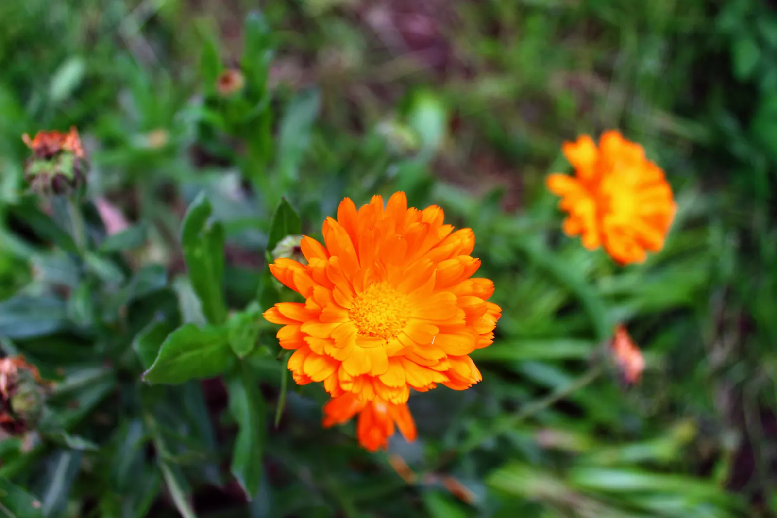 Calendula (Calendula Officinalis) — consistent moisture will result in optimal growth and flowering; they reach a mature height of about 12 to 24 inches