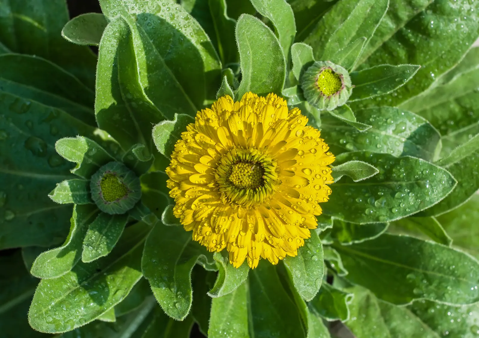Calendula (Calendula Officinalis) — deadheading is recommended to encourage additional blooms; commonly known as pot marigold, image 82