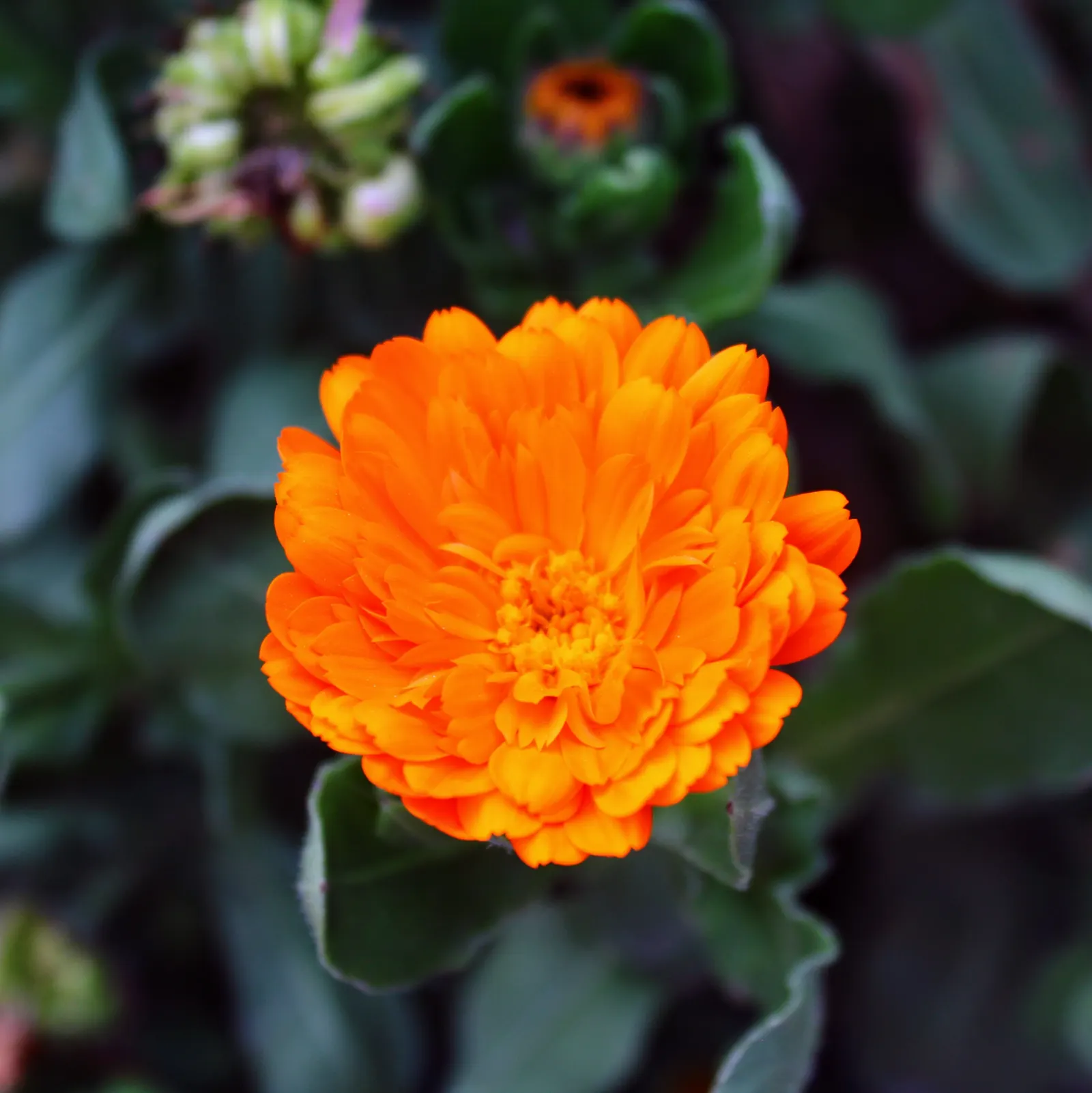 Calendula (Calendula Officinalis) — is an herbaceous perennial that thrives in USDA zones 3-9; this vigorous plant is renowned for its cheerful, image 62