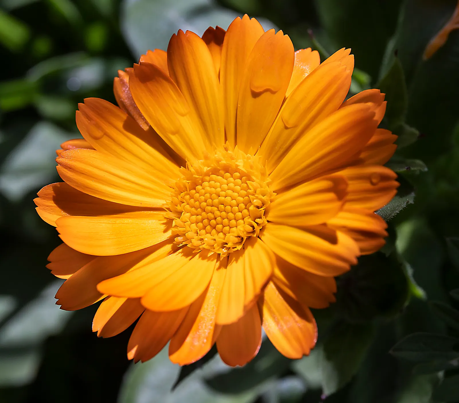 Calendula (Calendula Officinalis) — They reach a mature height of about 12 to 24 inches; which typically span 2 to 3 inches in diameter