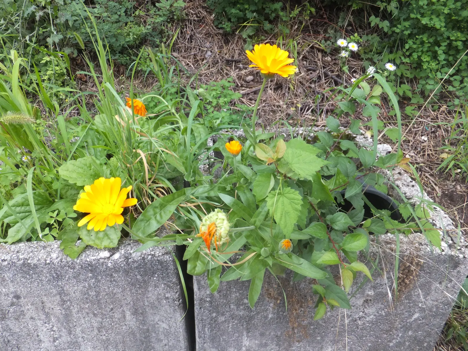 Calendula (Calendula Officinalis) — daisy-like flowers in warm hues of yellow and orange
