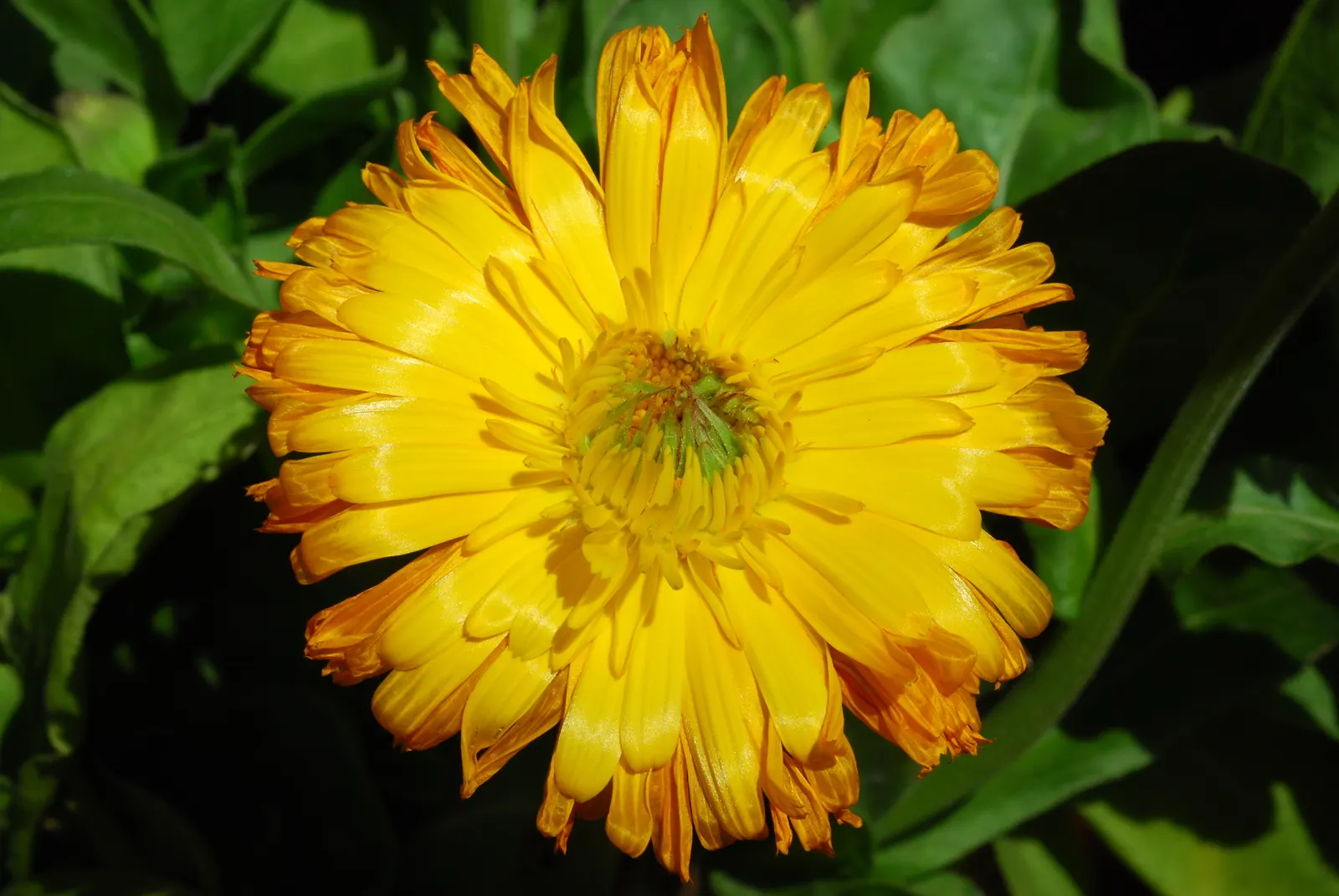 Calendula (Calendula Officinalis) — providing continuous interest and color in the landscape