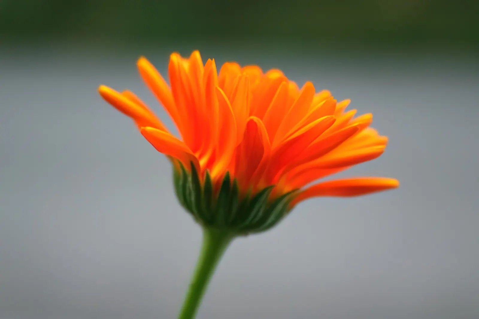 Calendula (Calendula Officinalis) — attracting beneficial pollinators while being deer-resistant; providing continuous interest and color in the, image 97