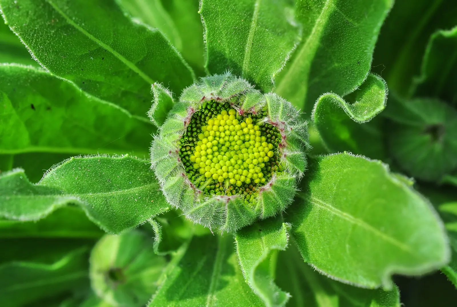 Calendula (Calendula Officinalis) — This plant prefers full sun to partial shade and well-drained soil; is an herbaceous perennial that thrives in, image 65