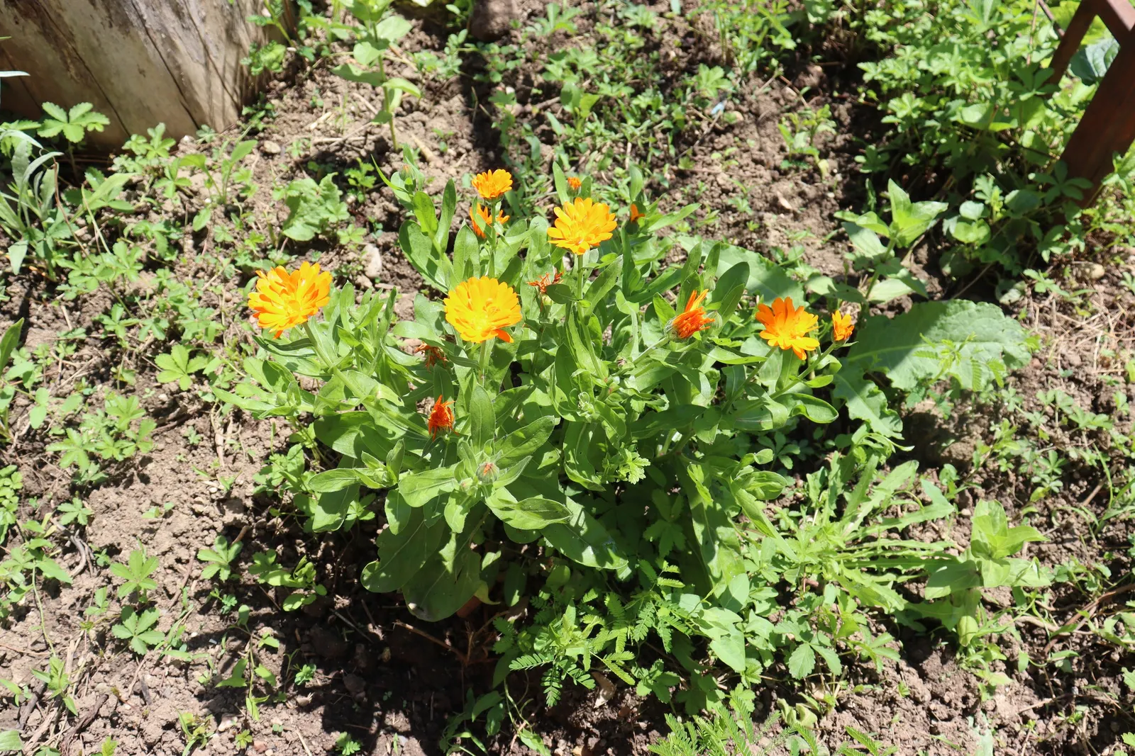 Calendula (Calendula Officinalis) — high-yield burst of color that appeals to both the aesthetic and practical sensibilities of any client; calendulas offer