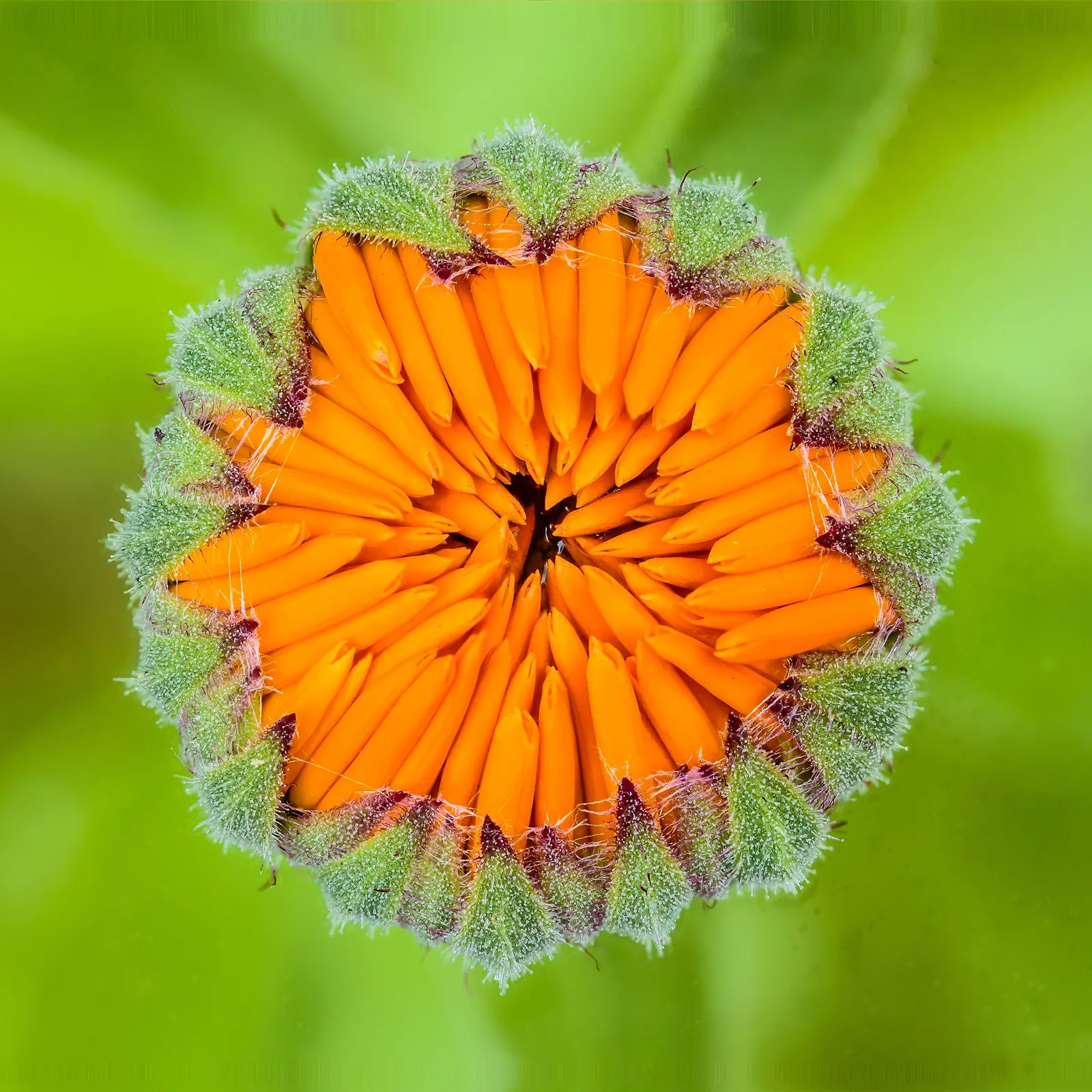 Calendula (Calendula Officinalis) — Calendulas offer extended blooms from early summer until frost; commonly known as pot marigold or Calendula, image 66
