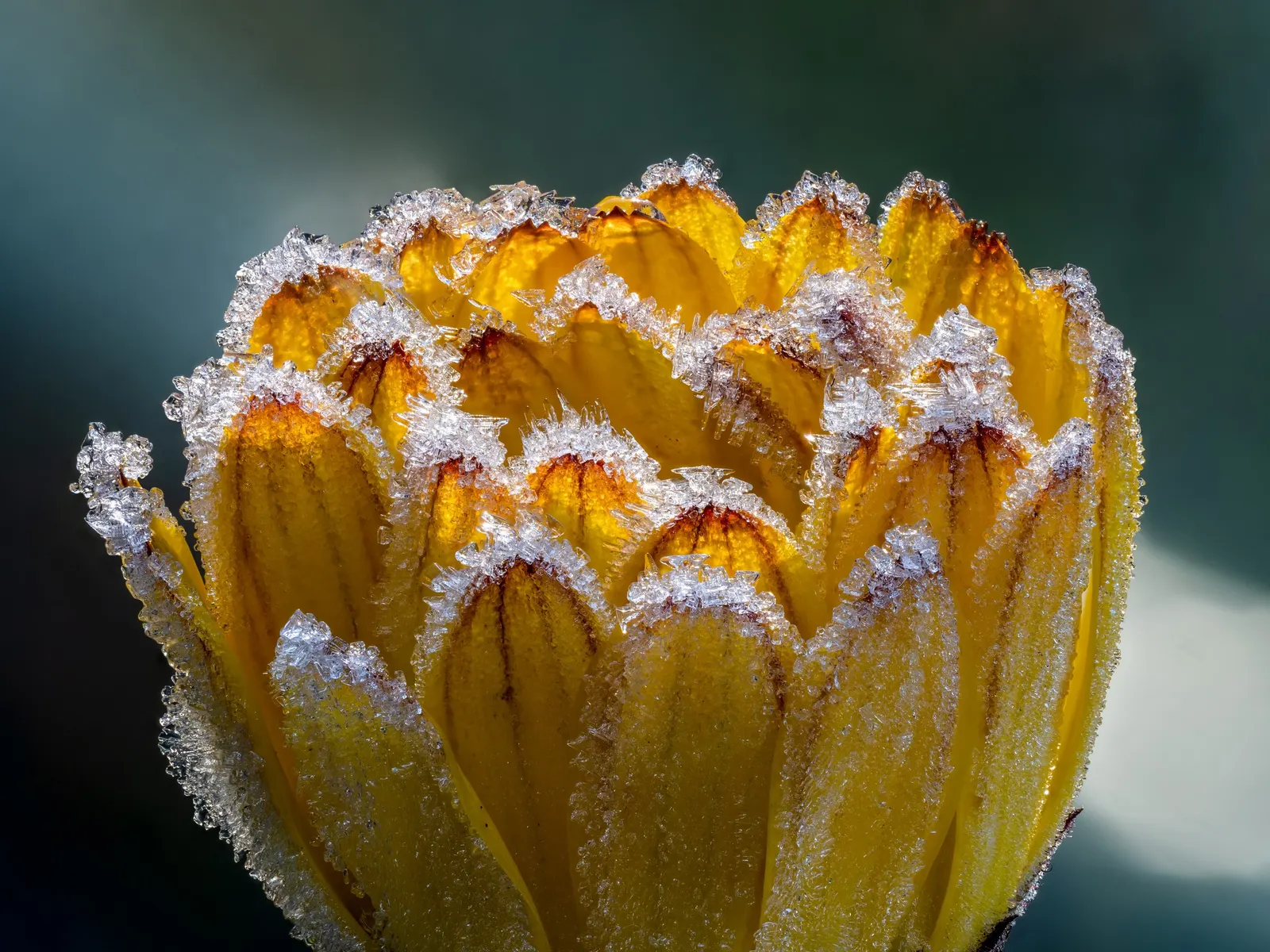Calendula (Calendula Officinalis) — This vigorous plant is renowned for its cheerful yellow to deep orange composite flowers