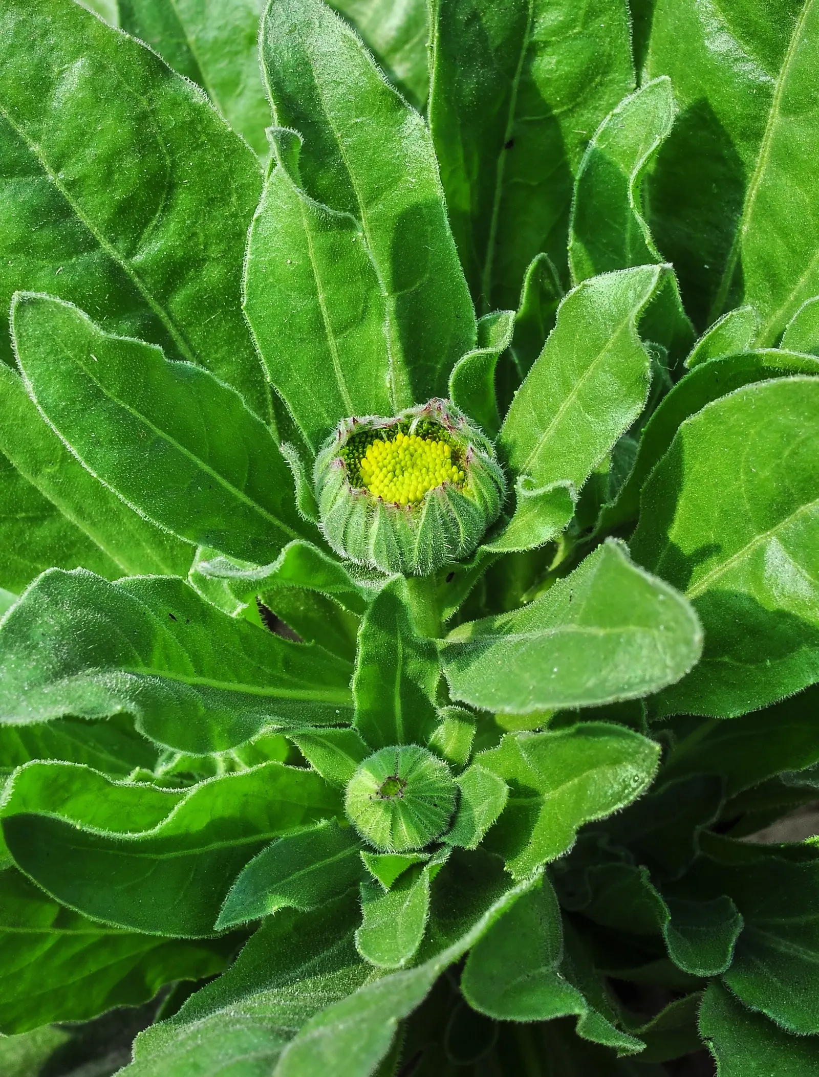 Calendula (Calendula Officinalis) — which typically span 2 to 3 inches in diameter; enhancing the biodiversity of the garden.<br><br>In terms of, image 102