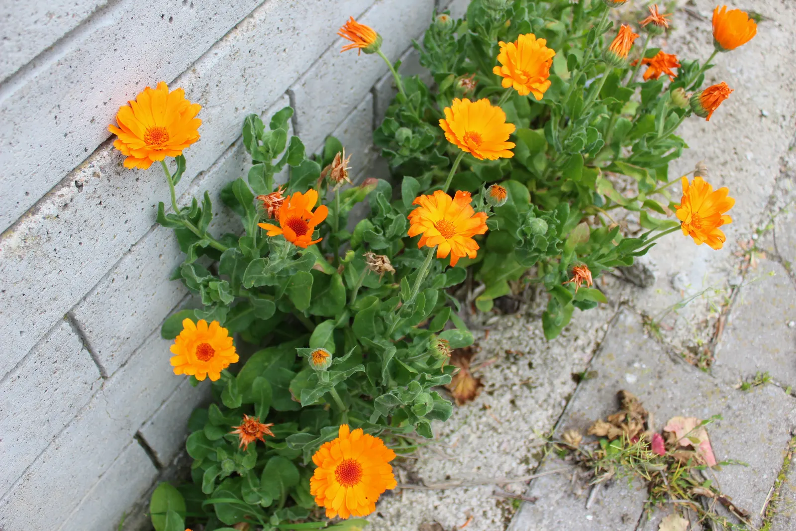 Calendula (Calendula Officinalis) — their vibrant flowers are edible and have been traditionally used for culinary and medicinal purposes